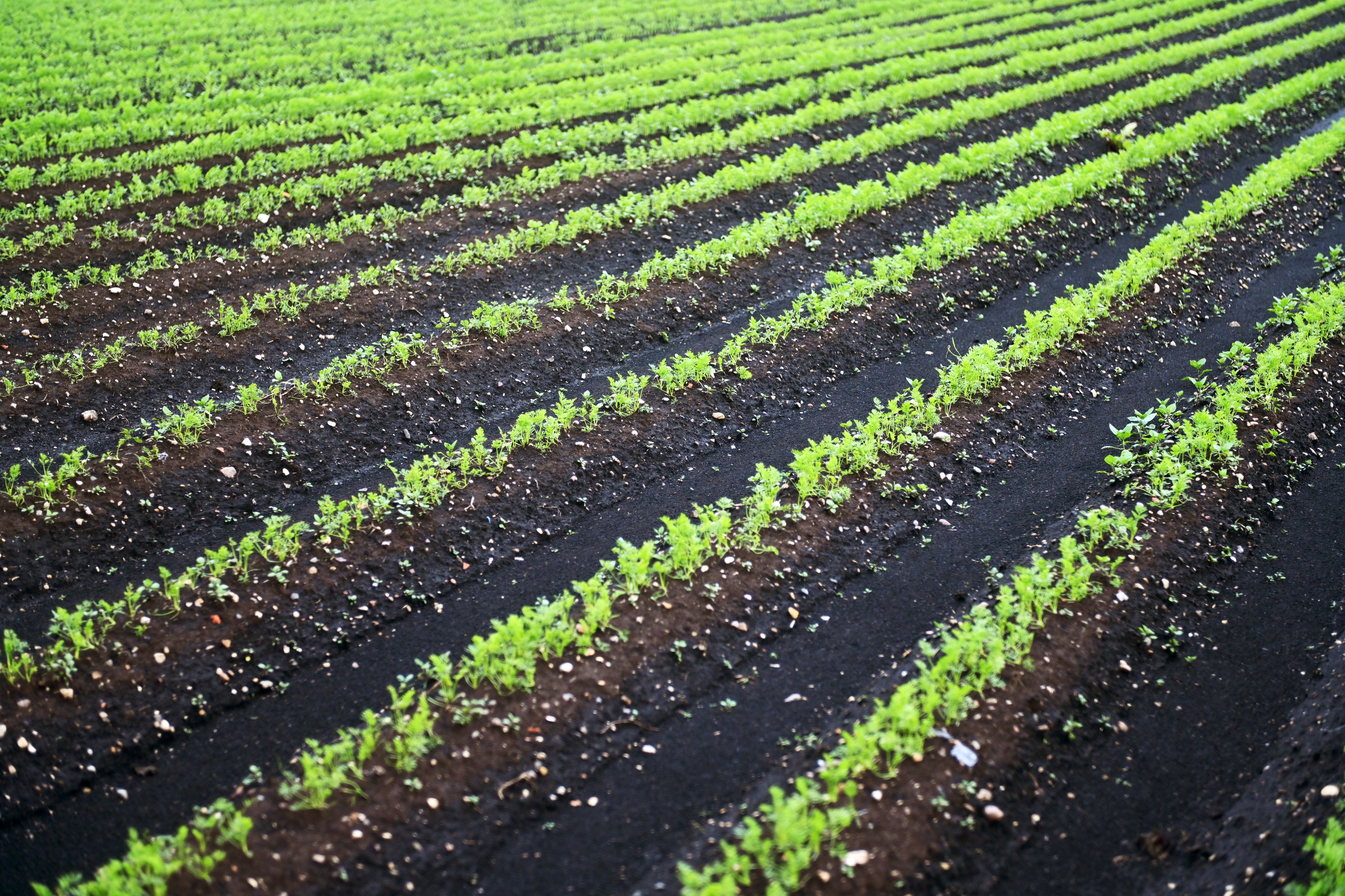 Plants growing in field