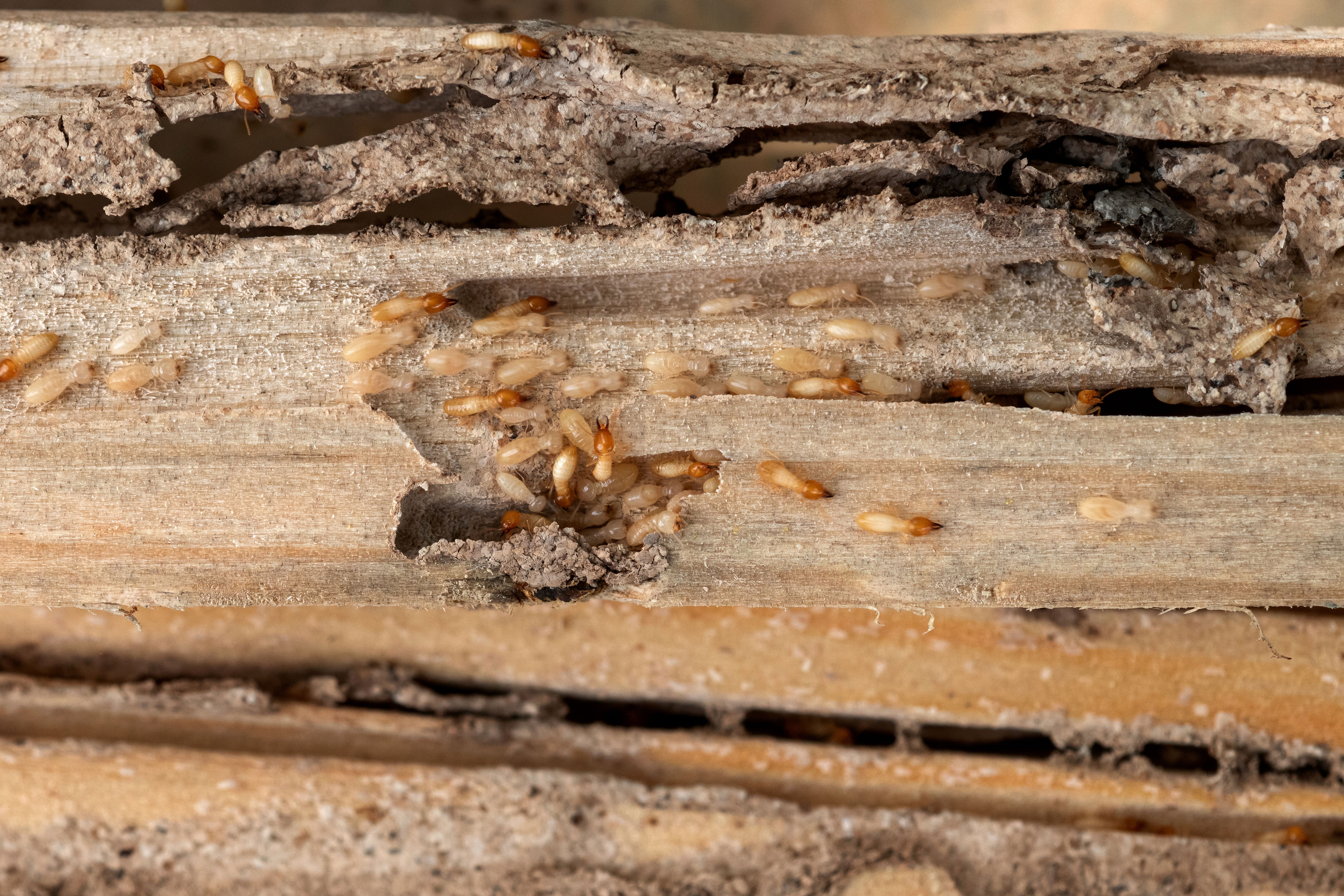 wood termite