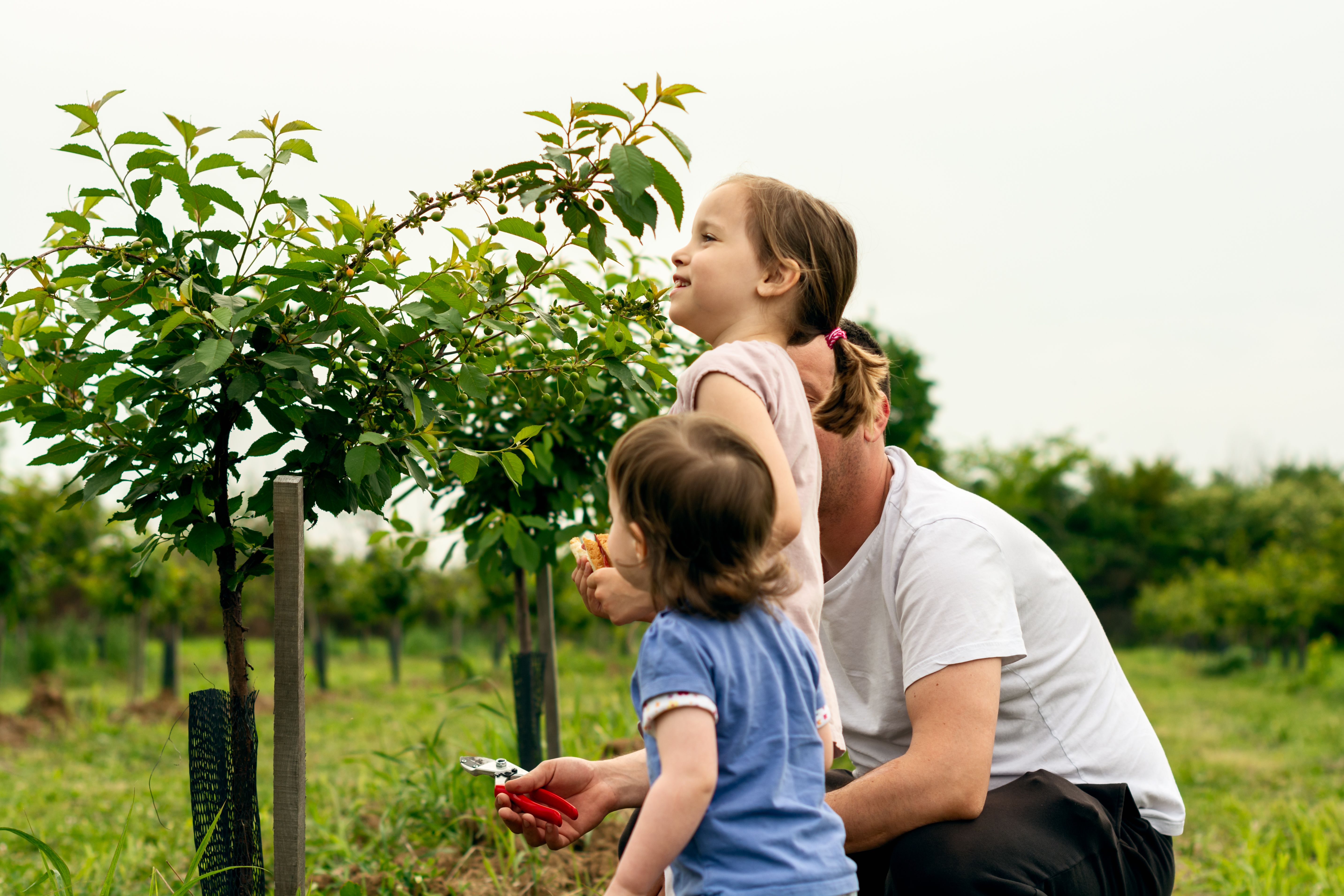 family picking fruit