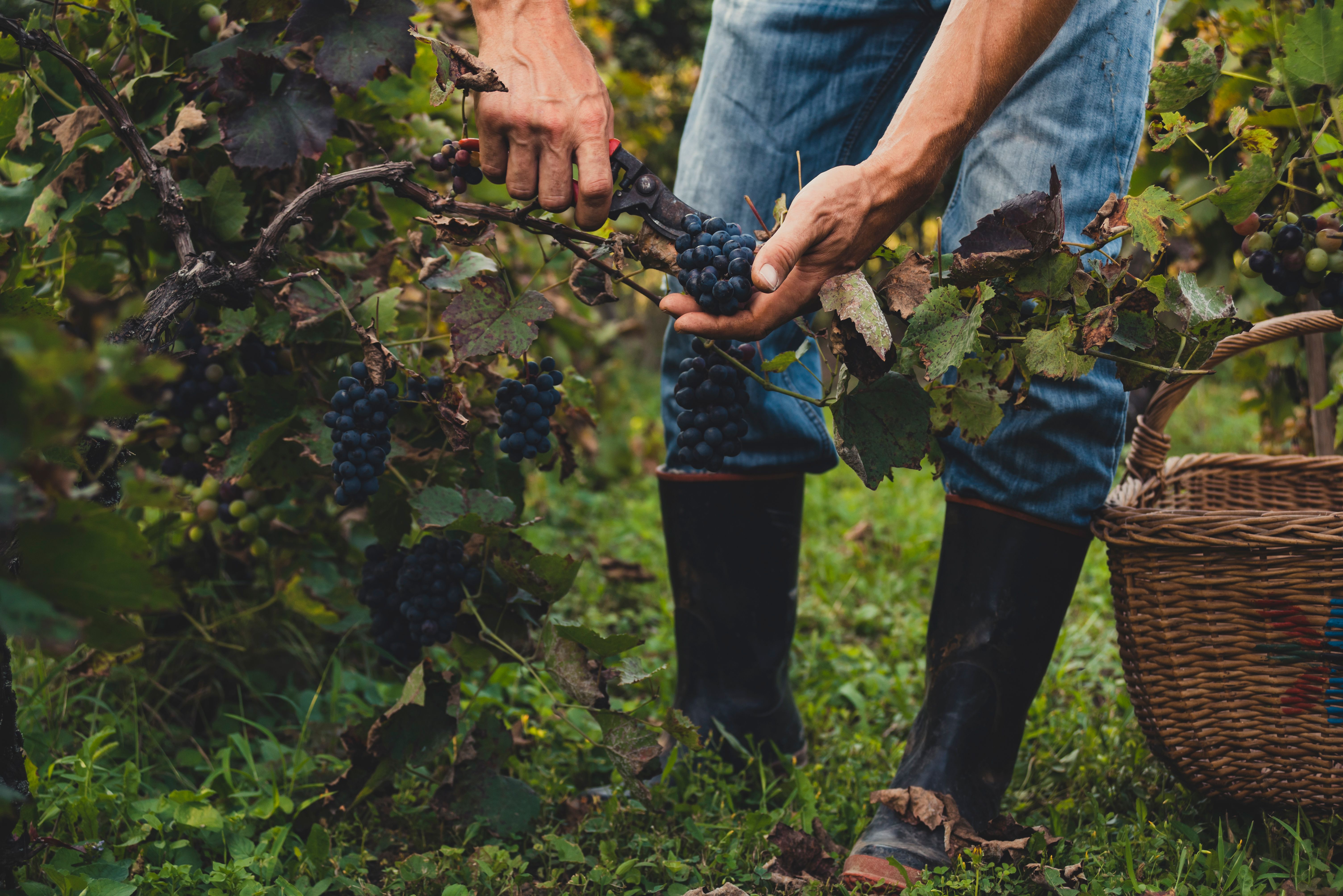 winemaker at work