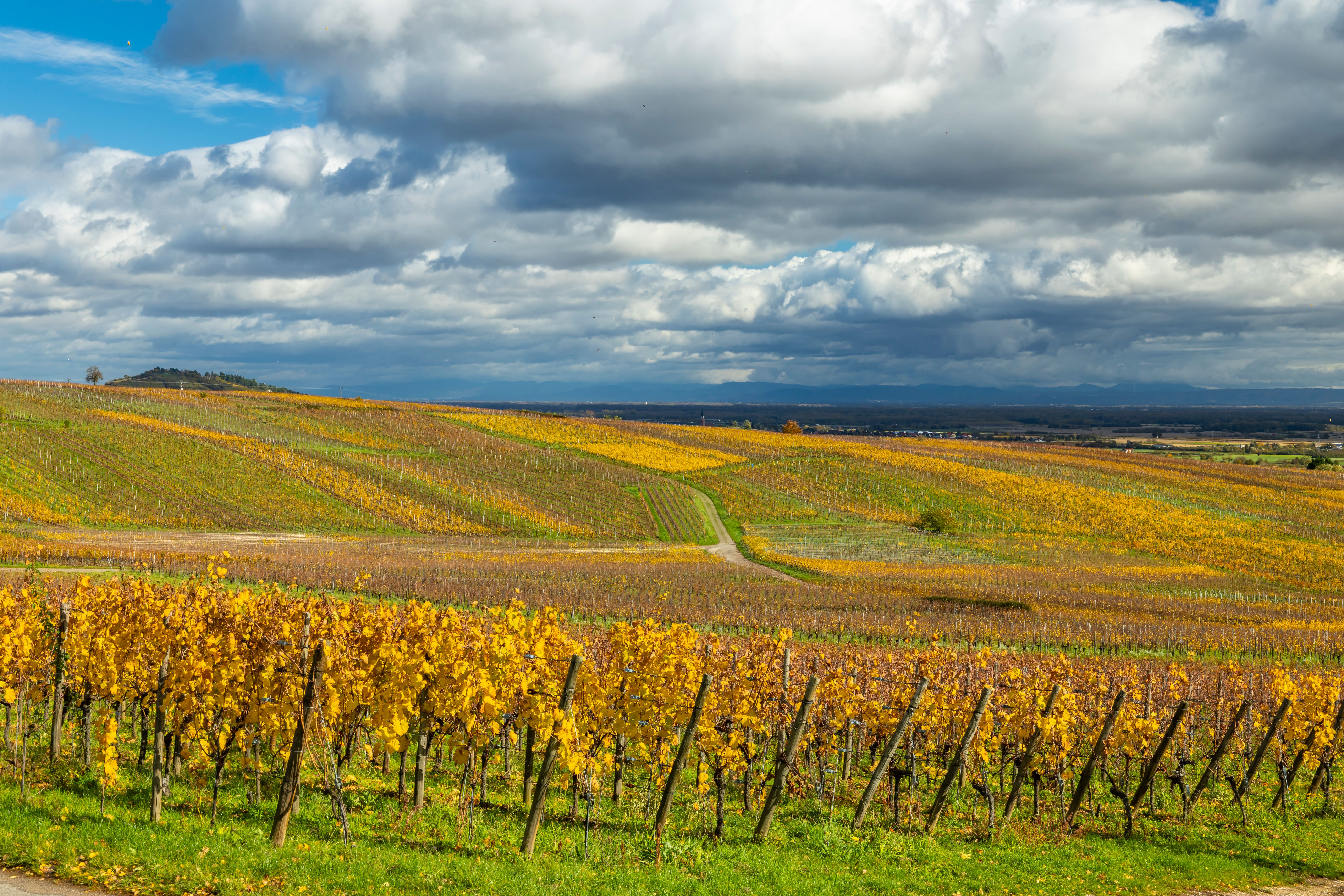 alsace vineyards autumn