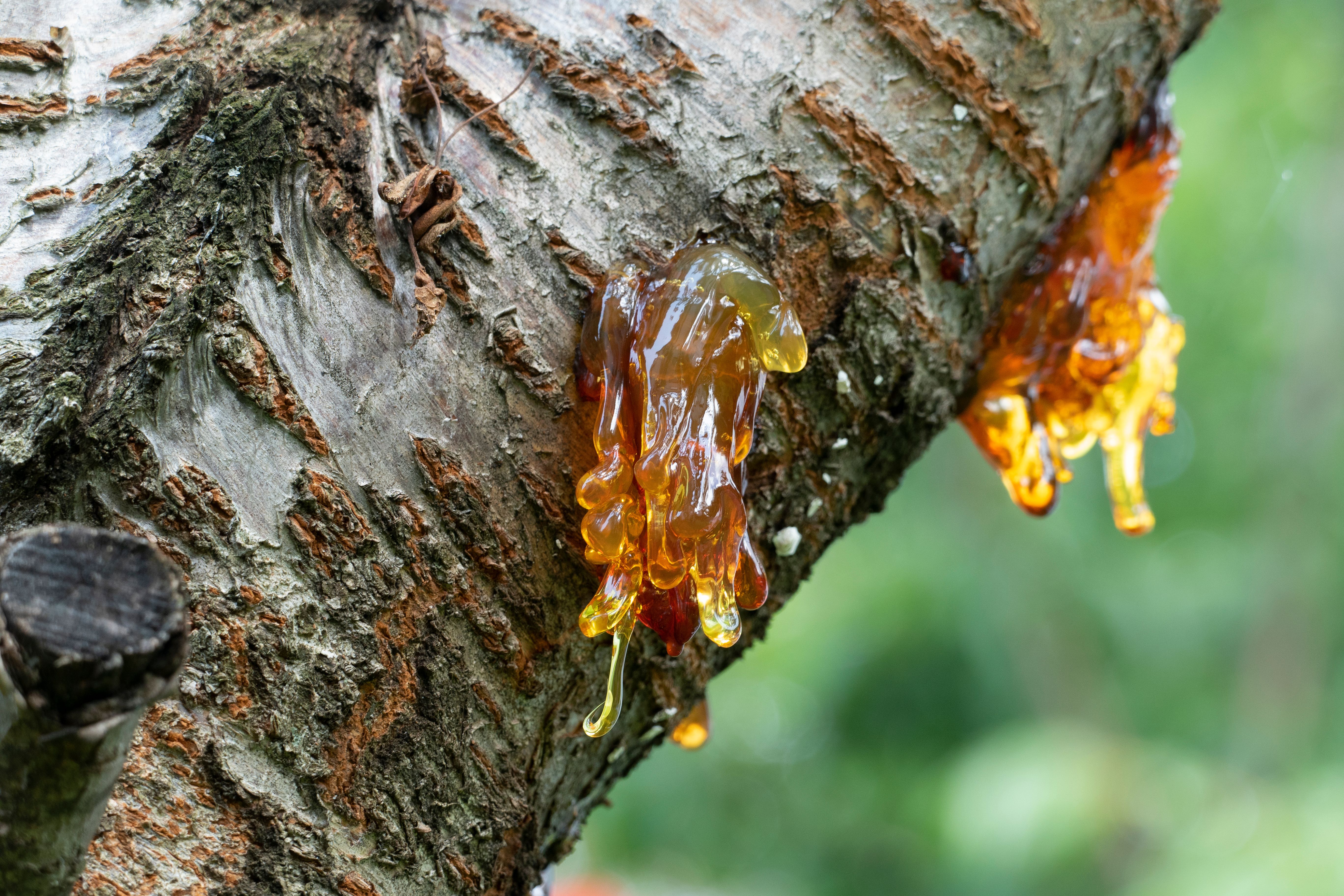 natural elements resin