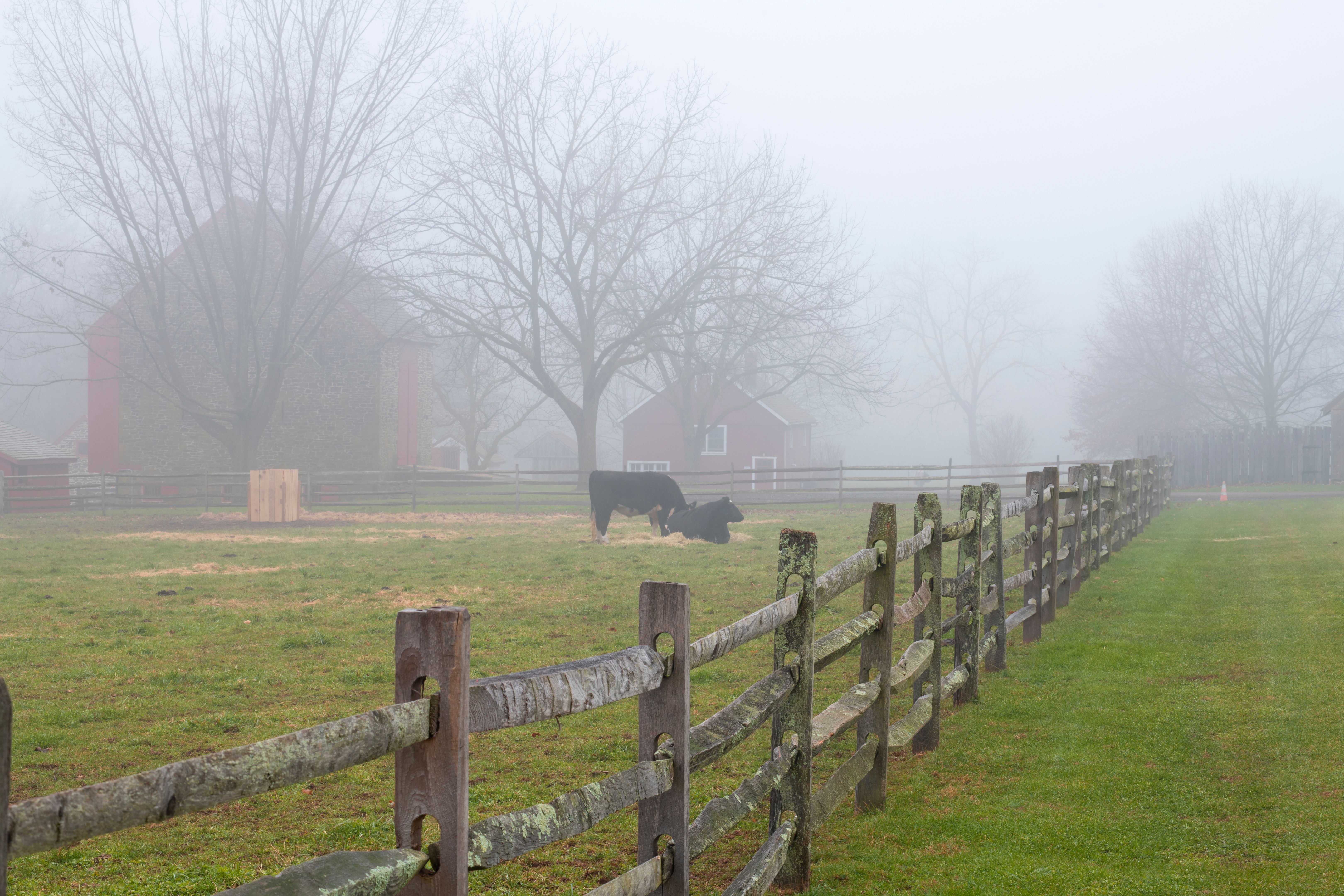 Farm with cows on foggy morning in Winter