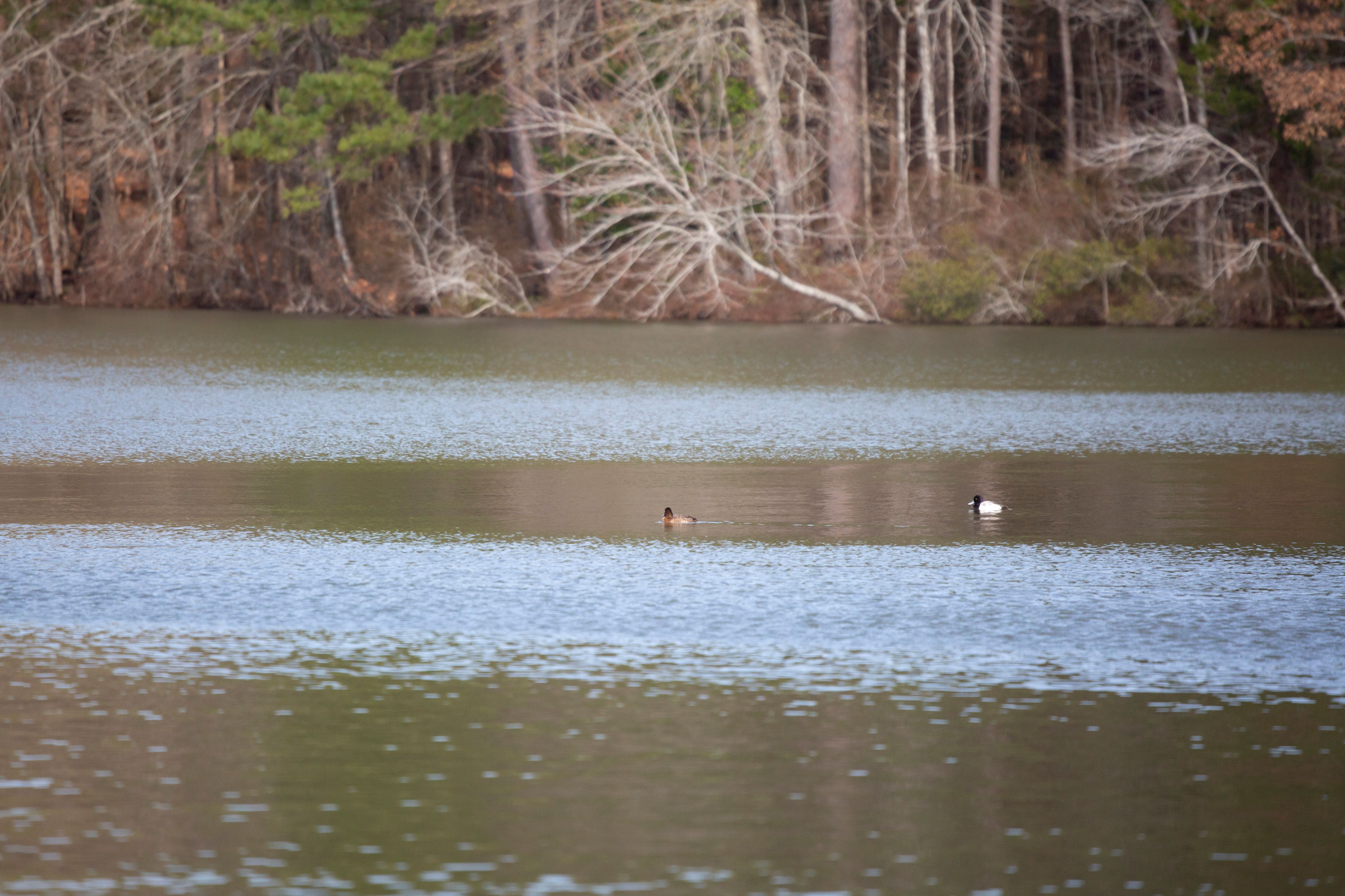 Lake Claiborne wildlife