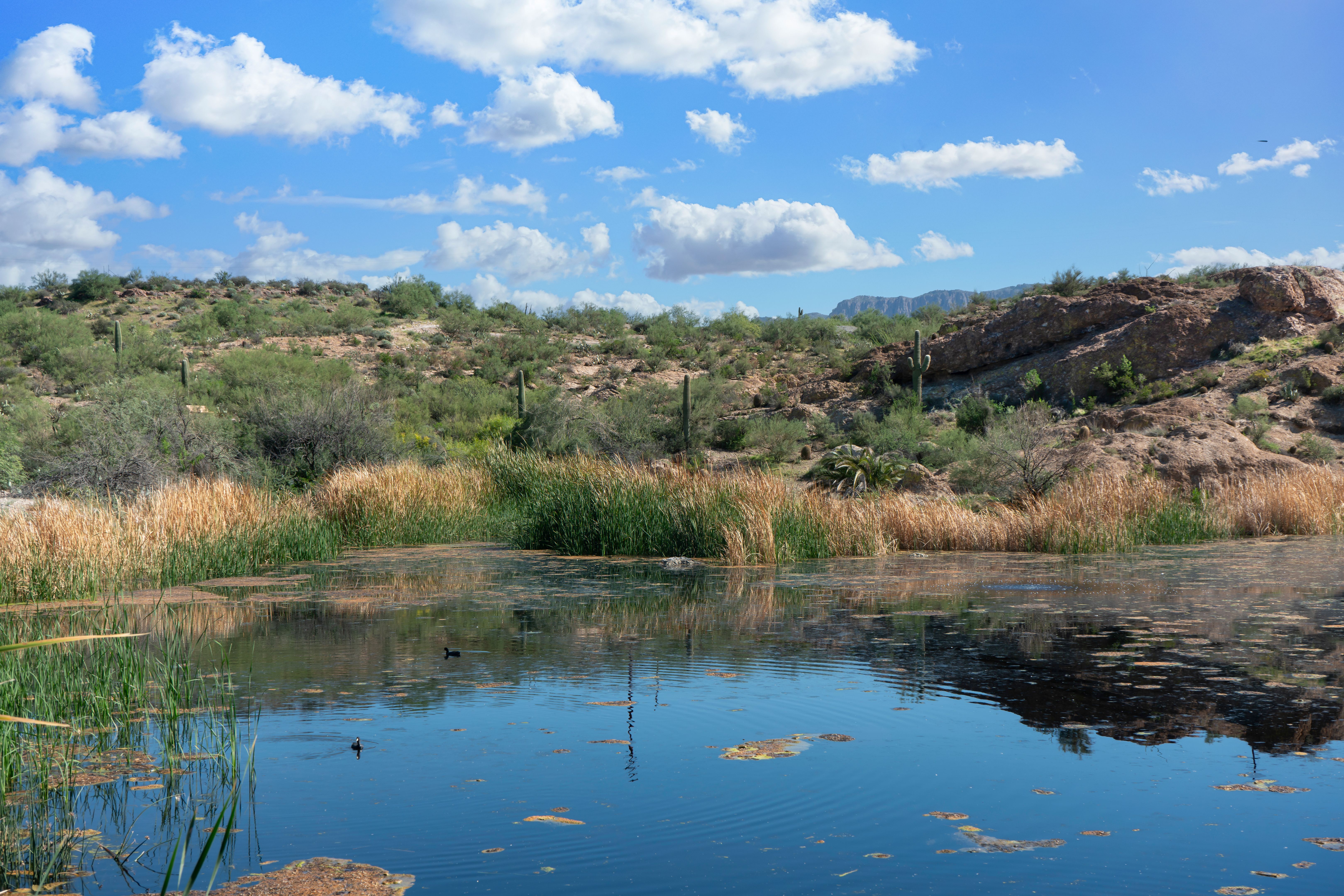 arizona desert pool