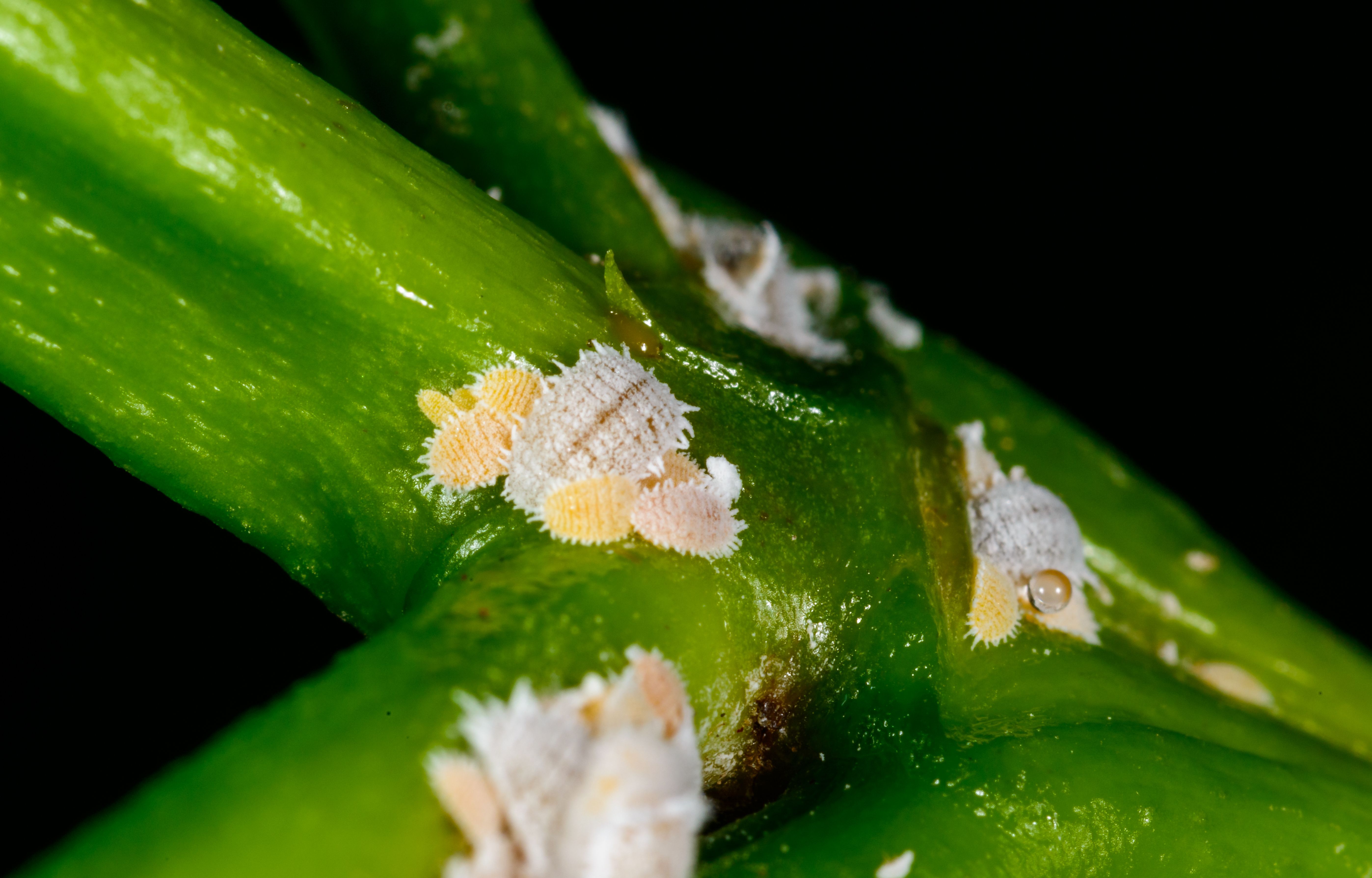 biosecurity challenge