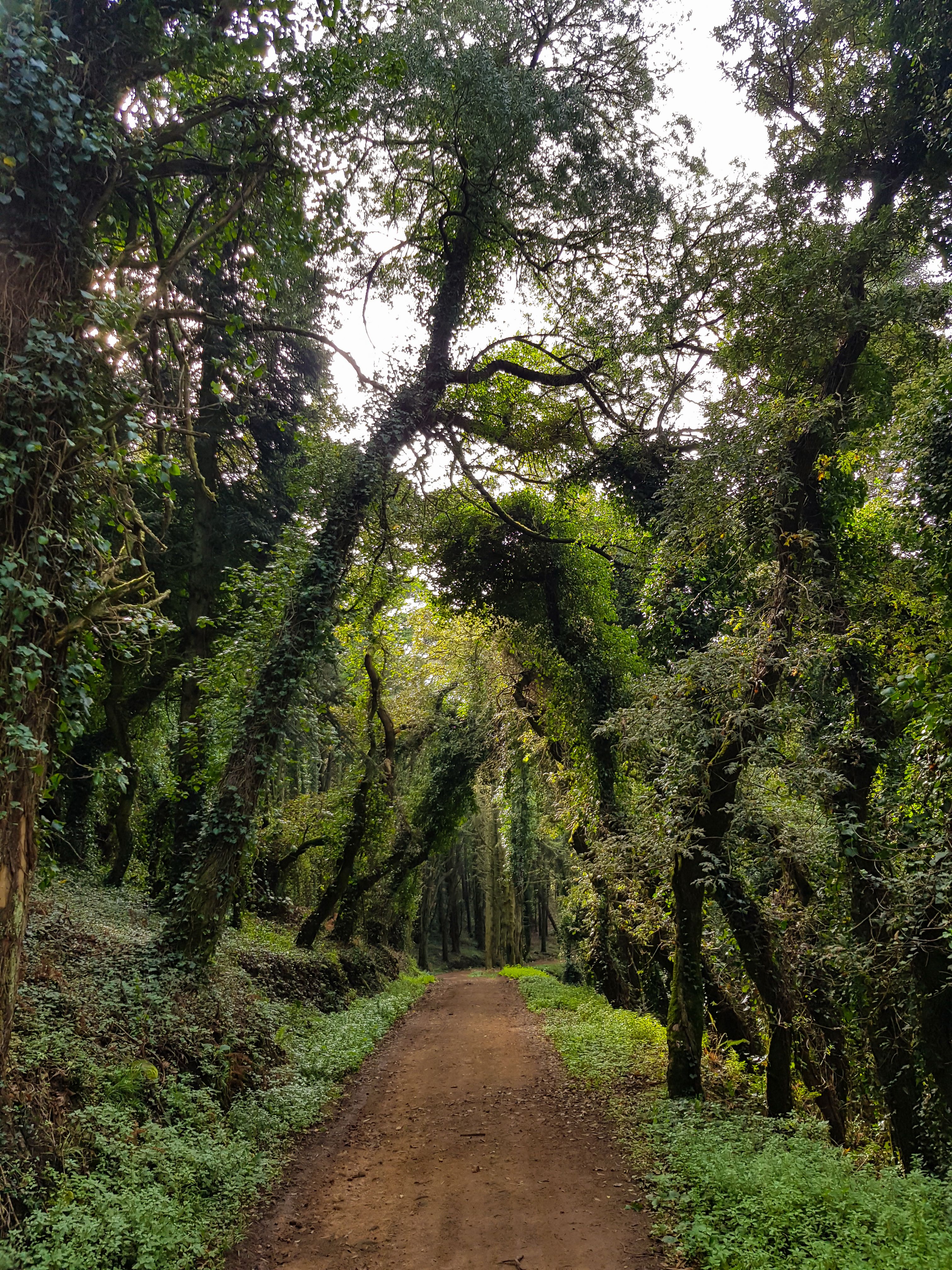 sintra natural park