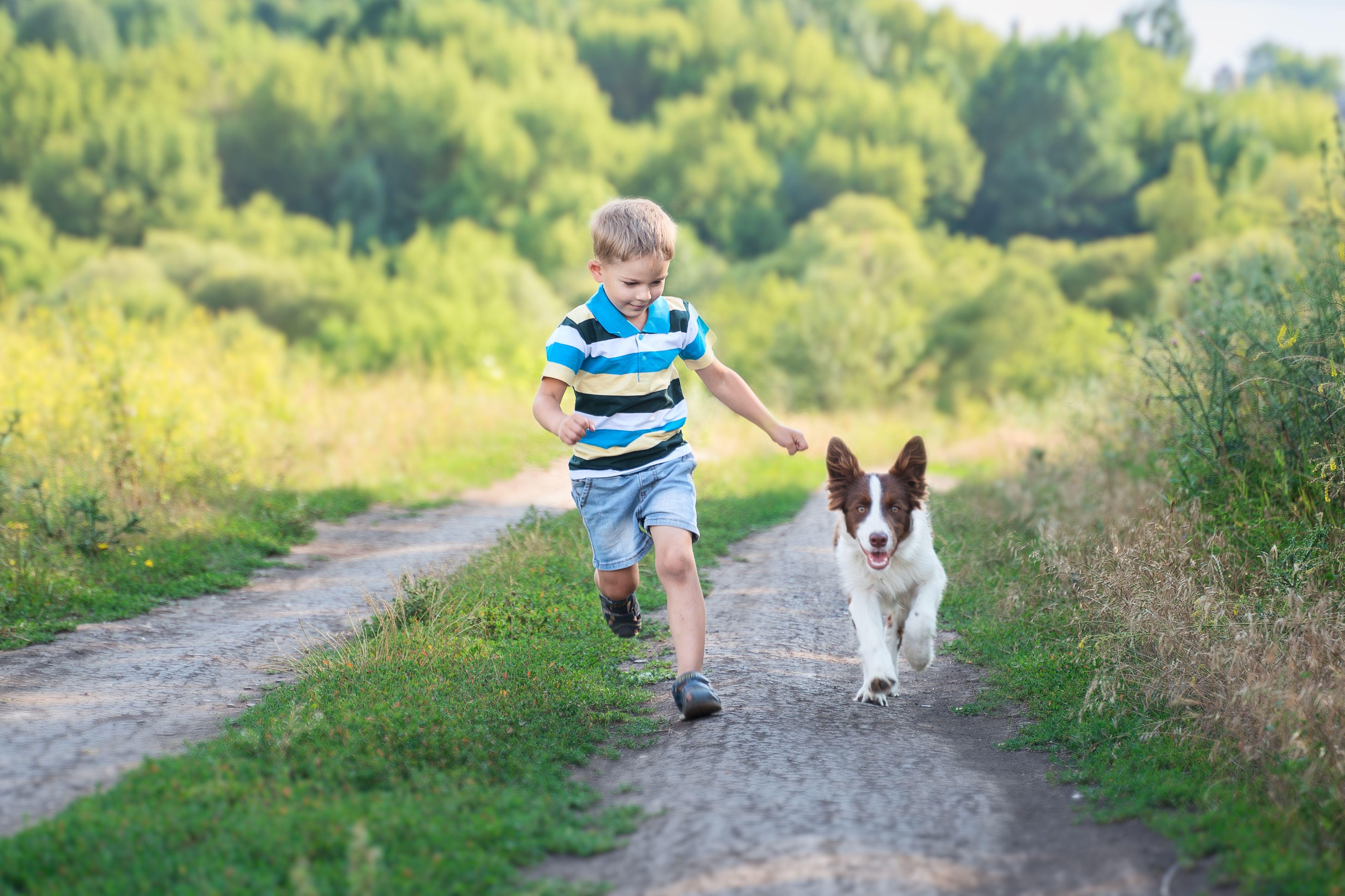 australian shepherd children