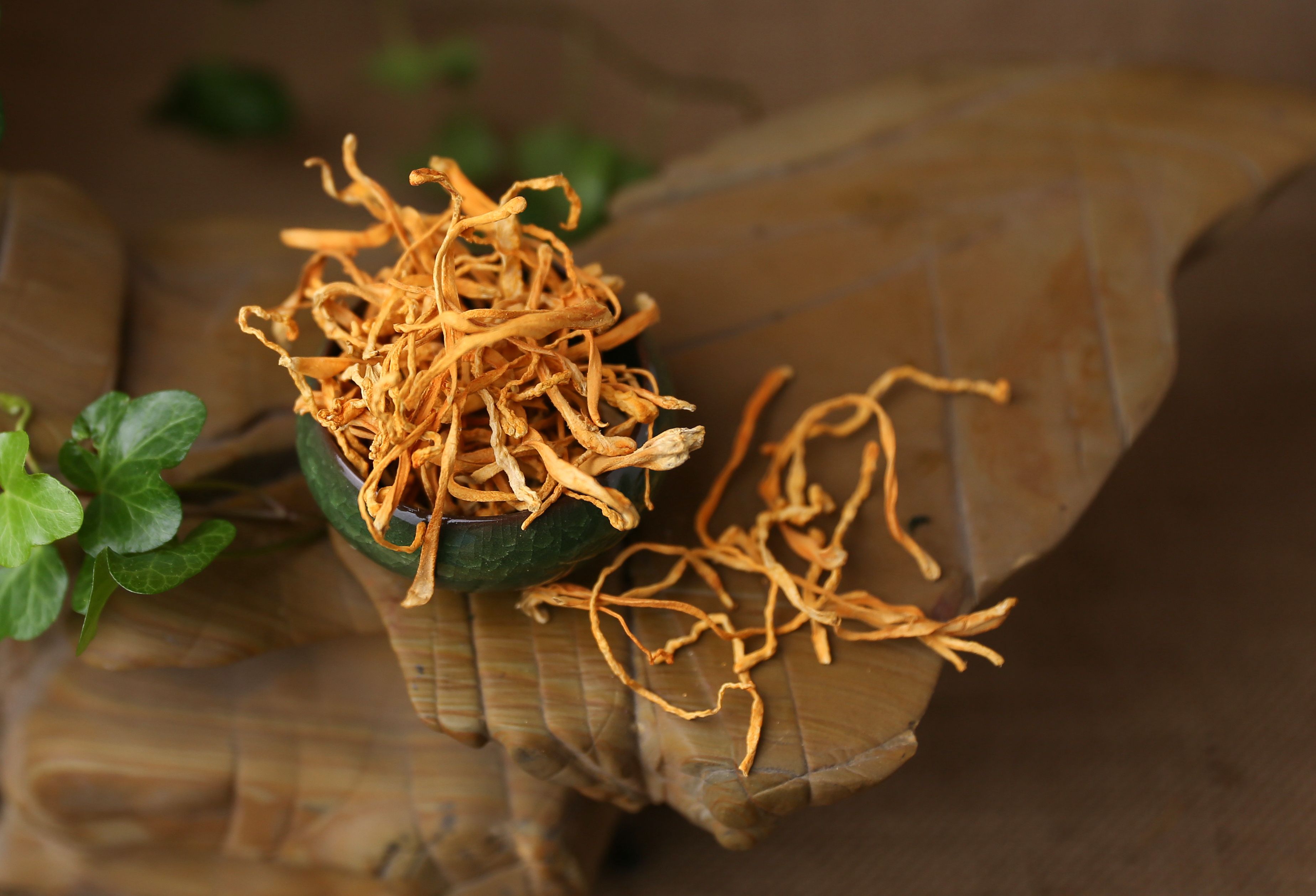 cordyceps mushroom