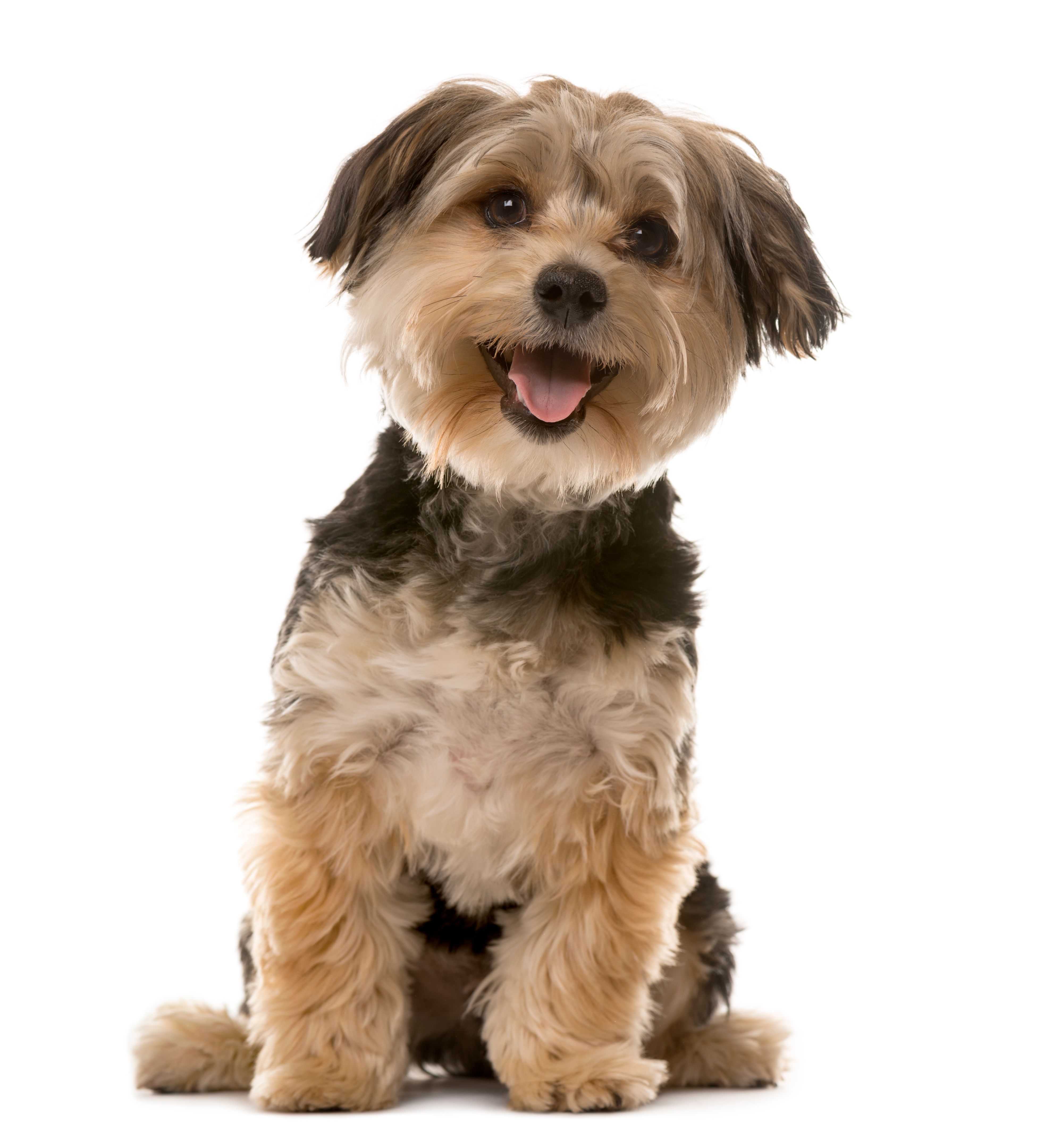 happy yorkshire terrier