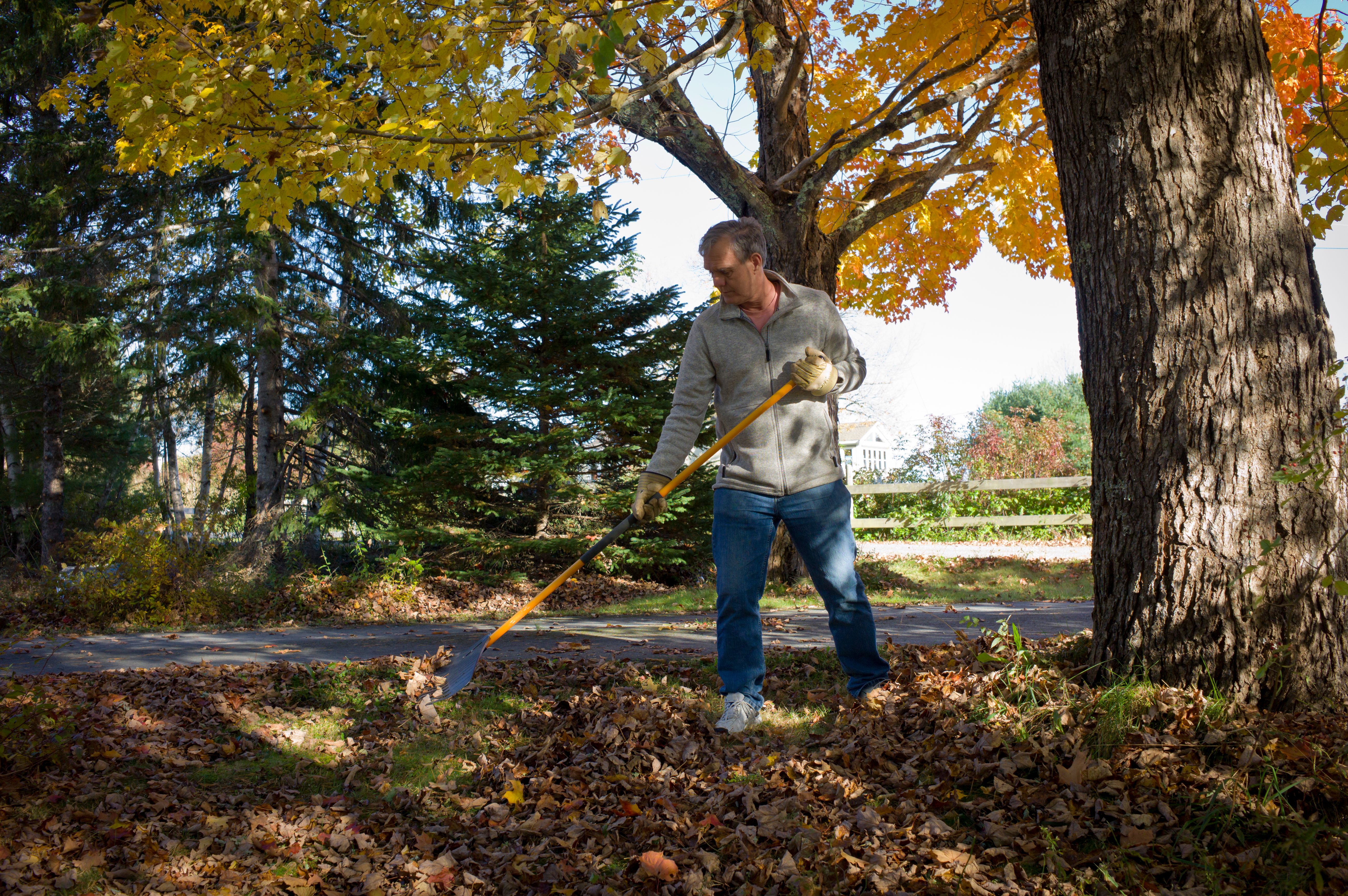 Man racking autumn leaves, Nova Scotia, Canada.