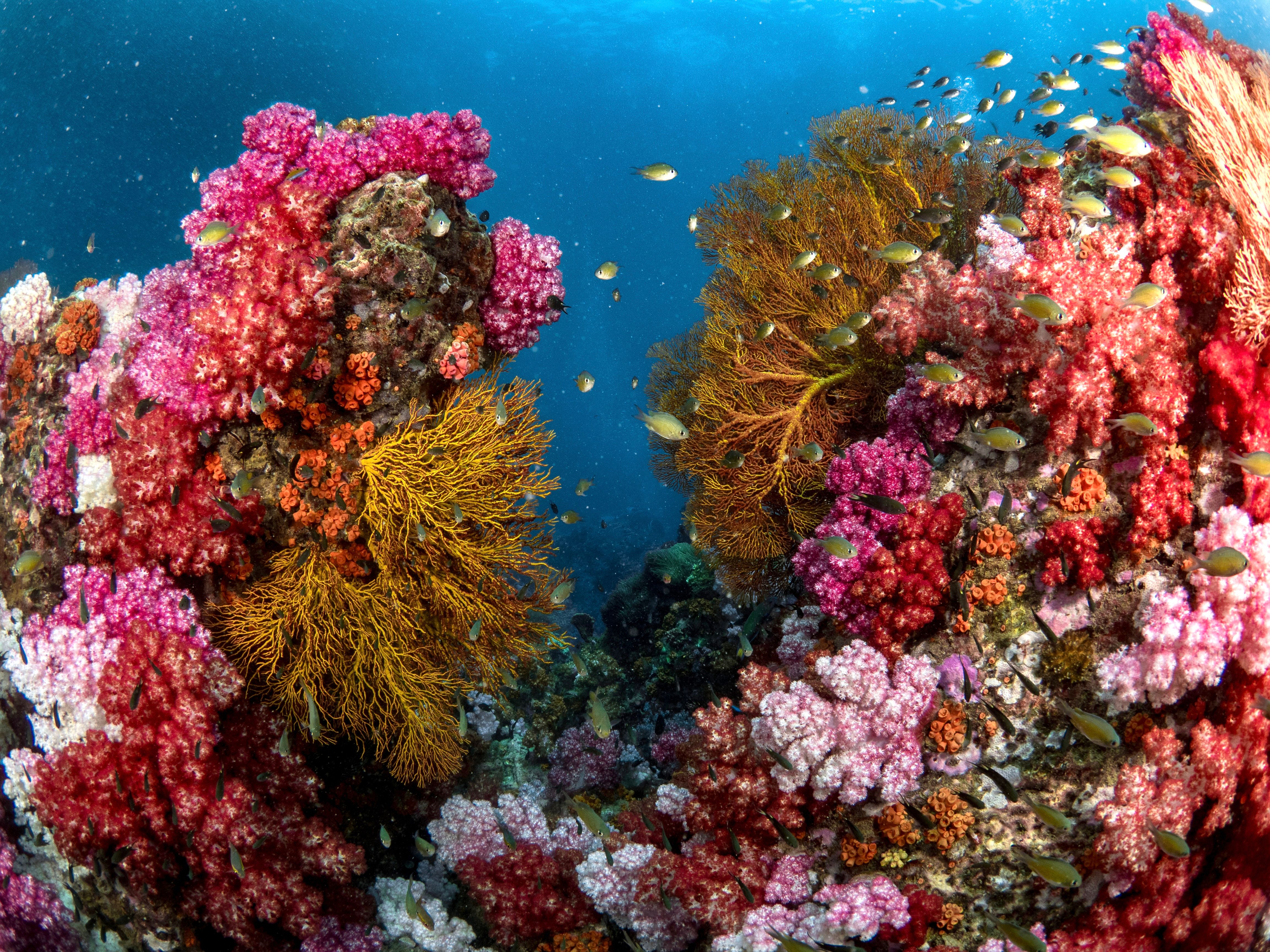 colorful coral reef