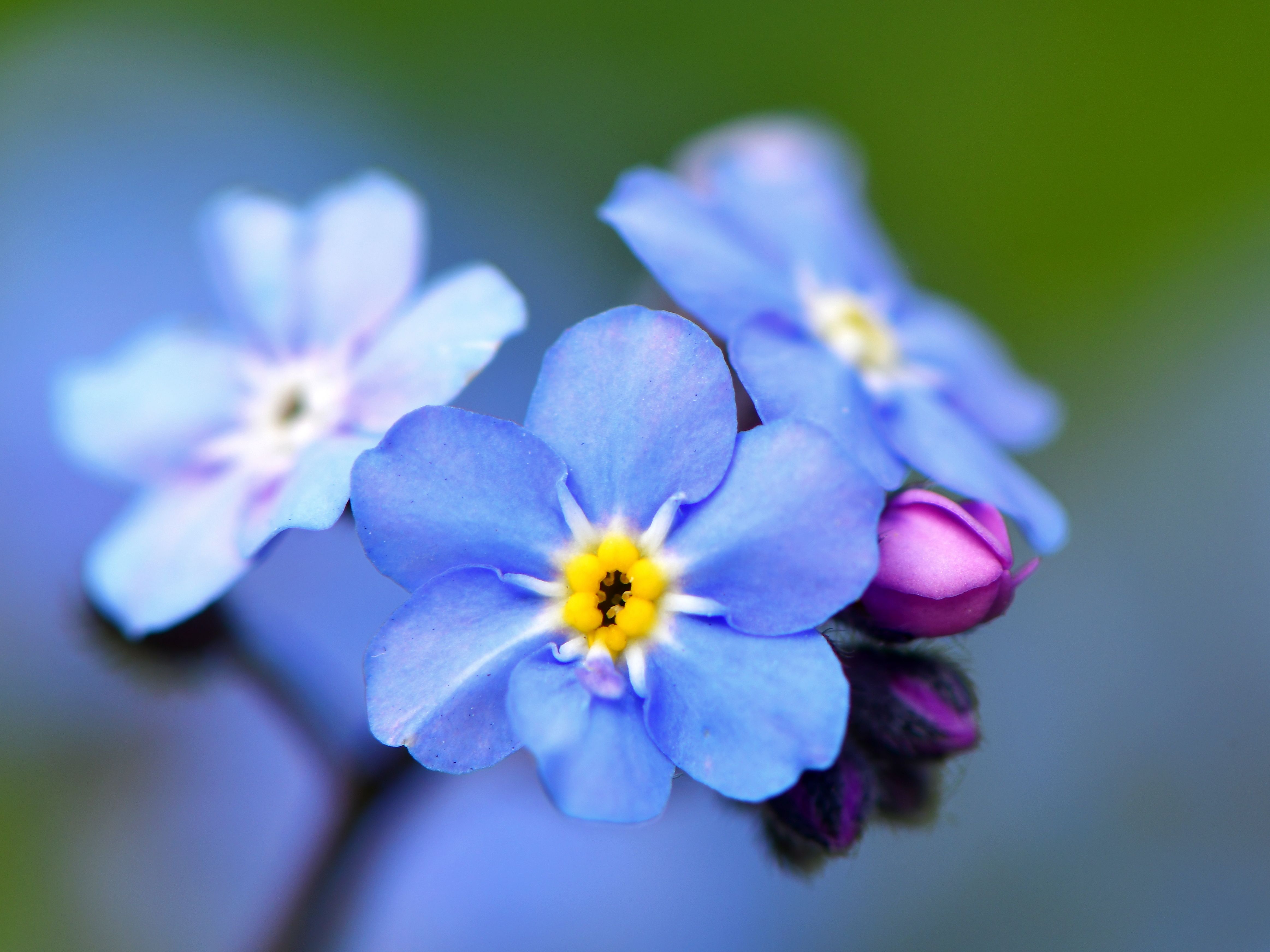 flower Myosotis sylvatica