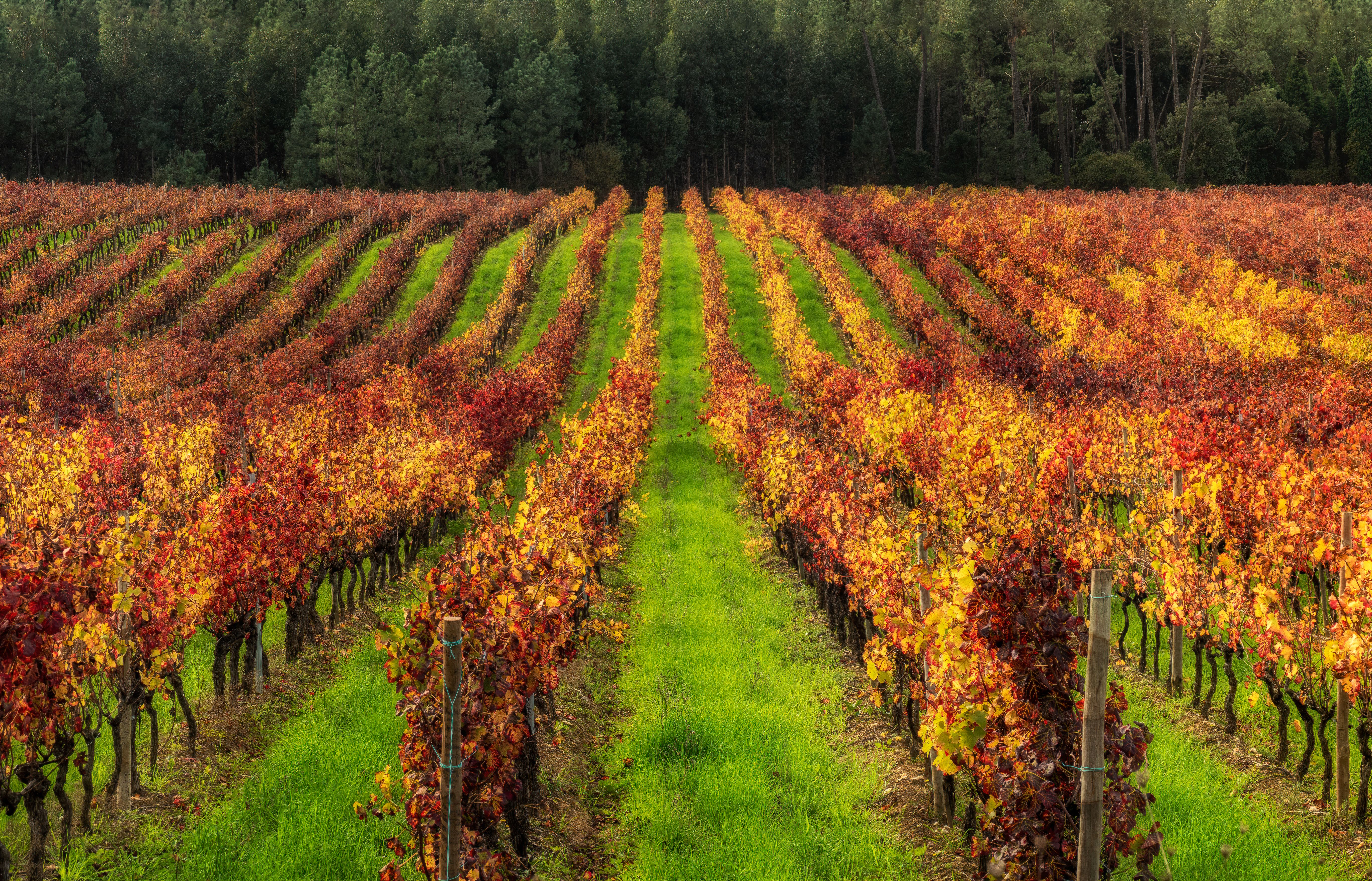portugal autumn vineyard