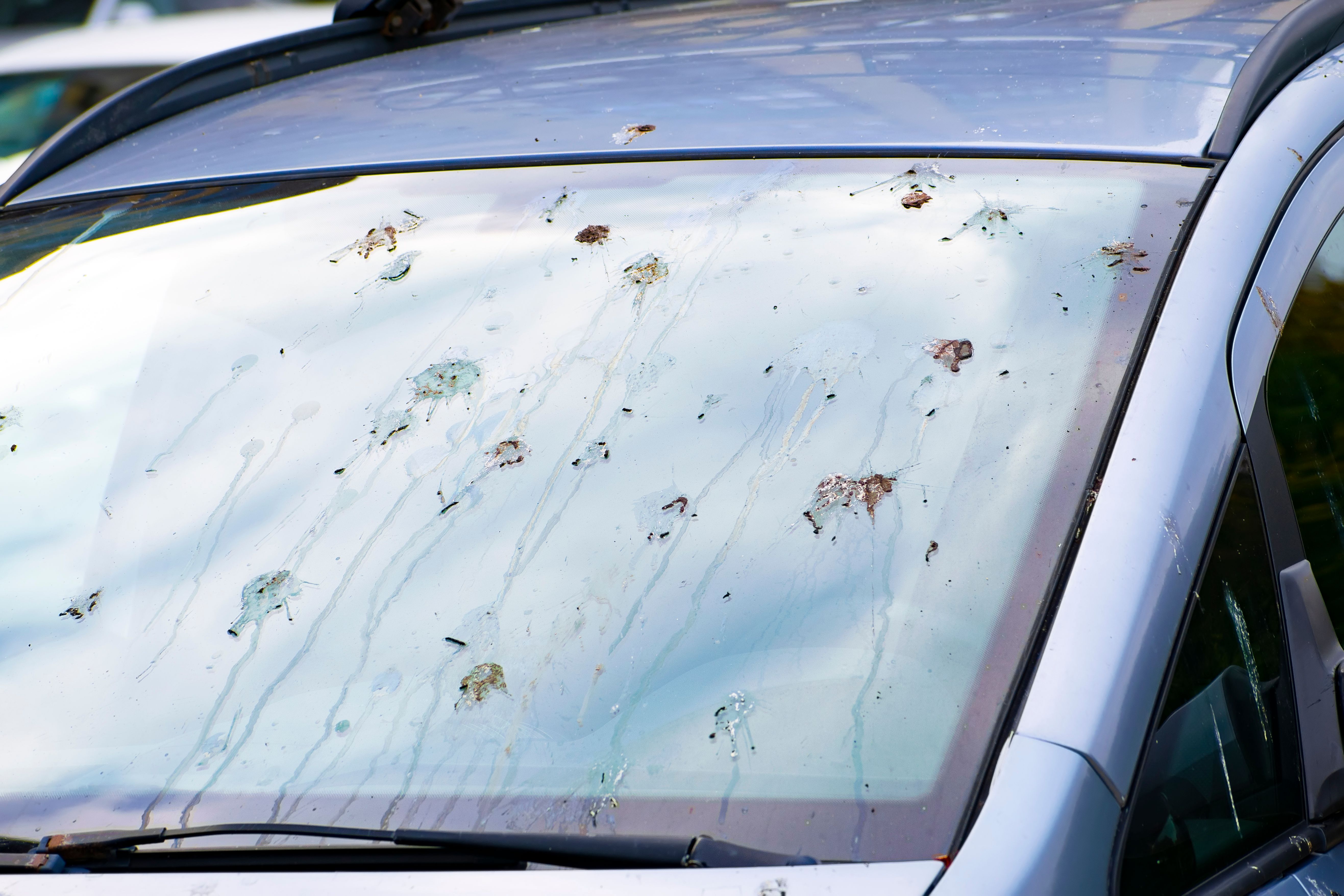 bird droppings on the windshield of the car bird droppings on the windshield of the car