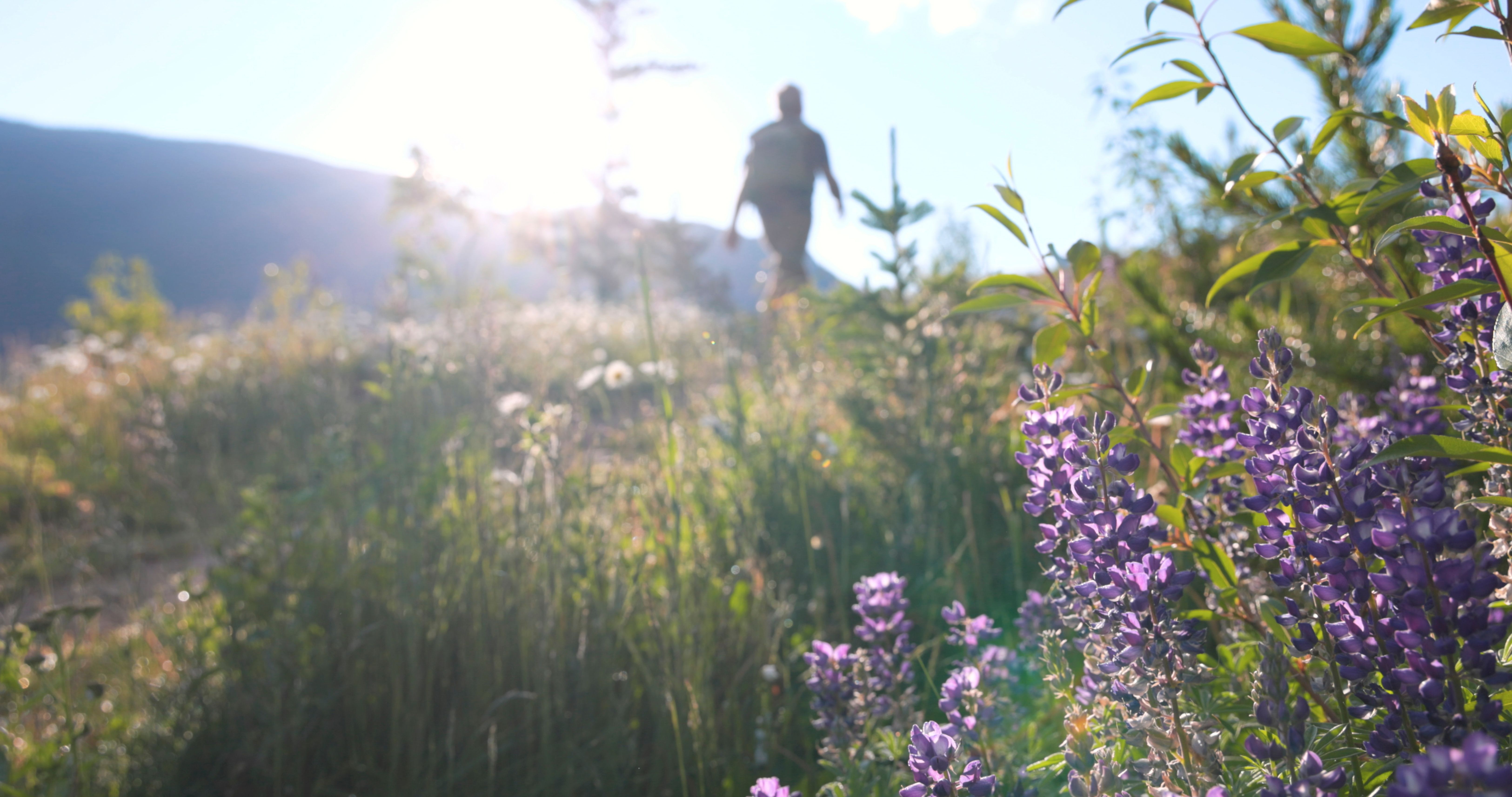 Senior man hikes in meadow Senior man hikes in meadow