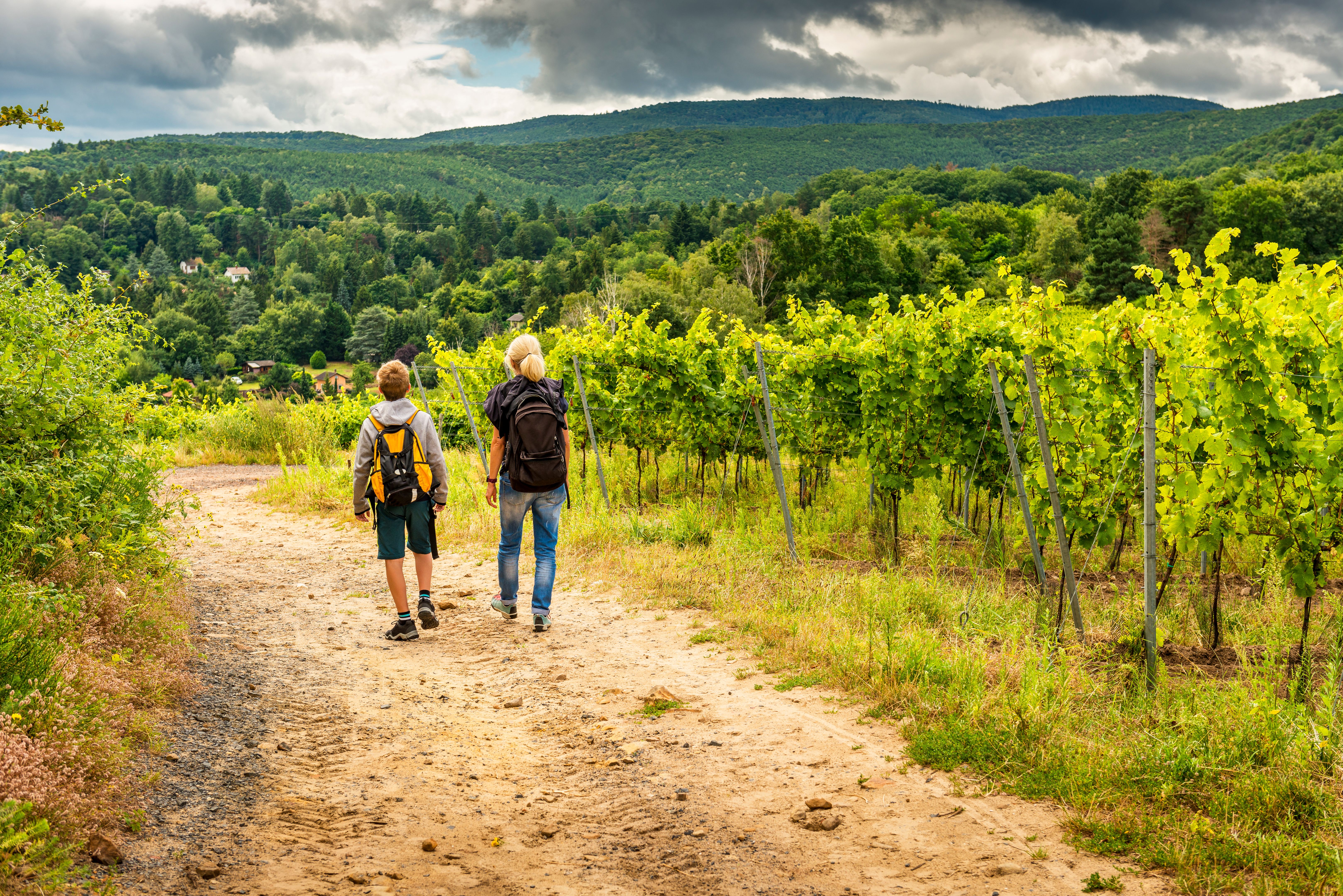 vineyard hiking