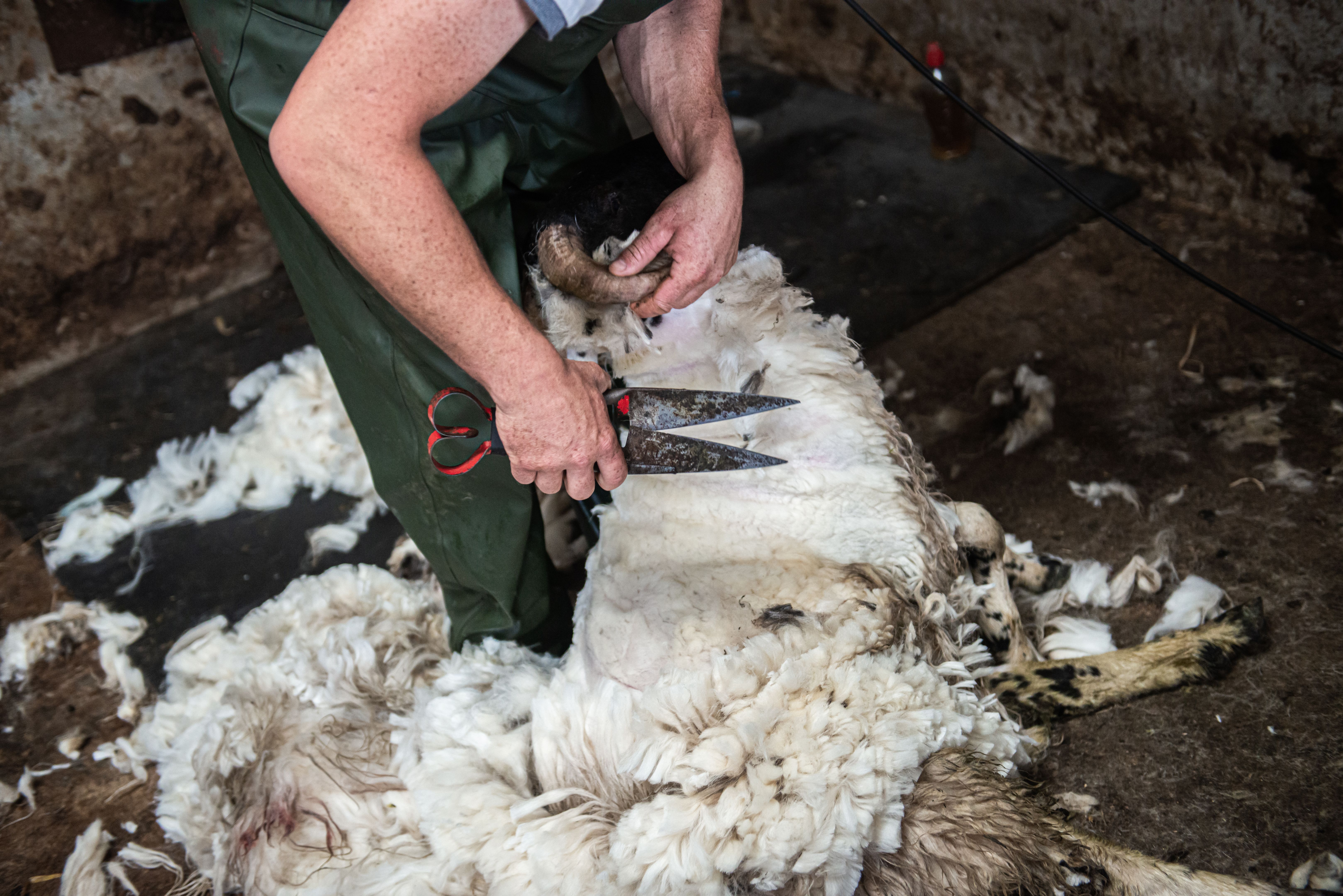 A farmer shearing a sheep in Ireland A farmer shearing a sheep in Ireland
