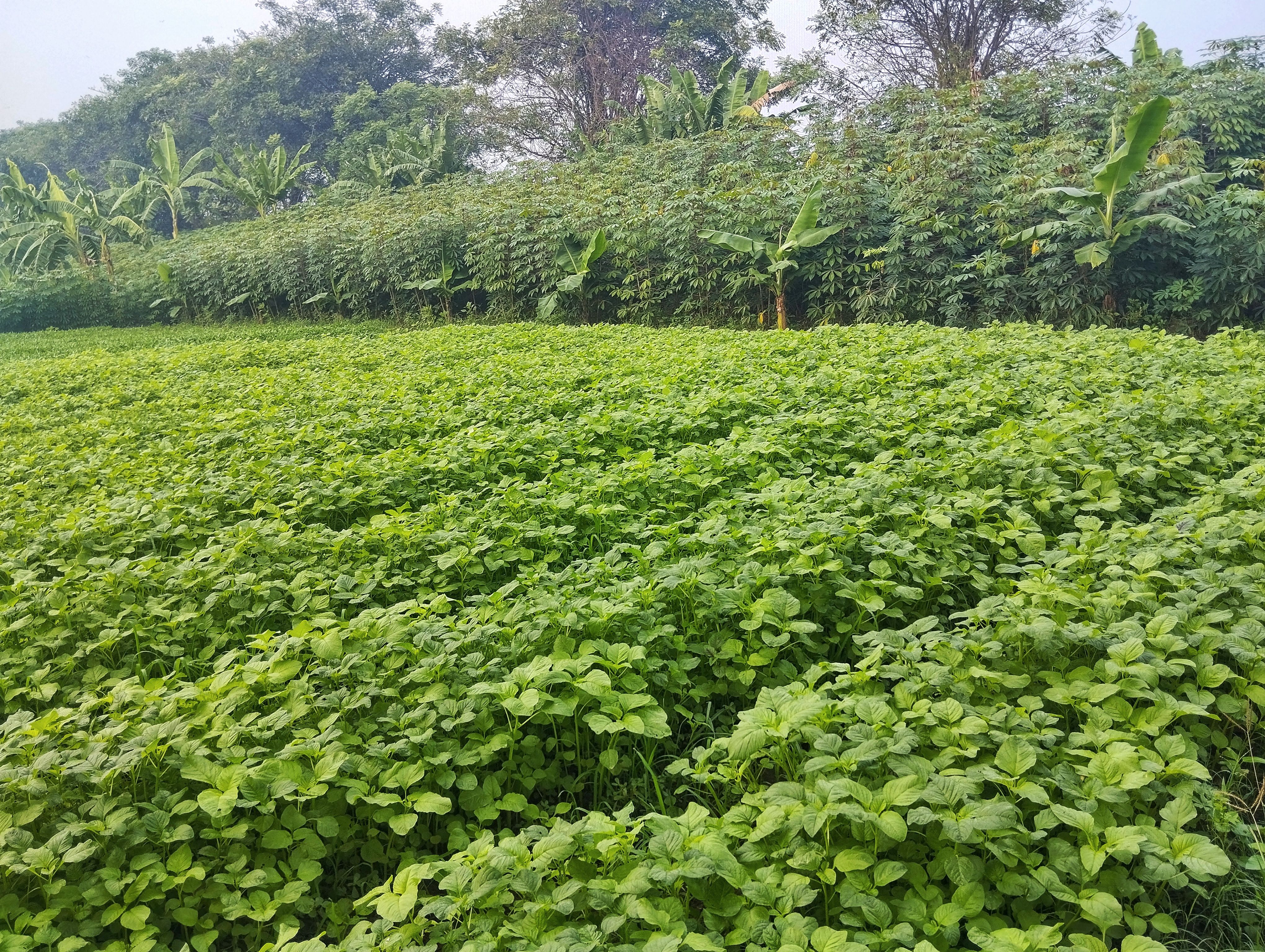 kasungu crops