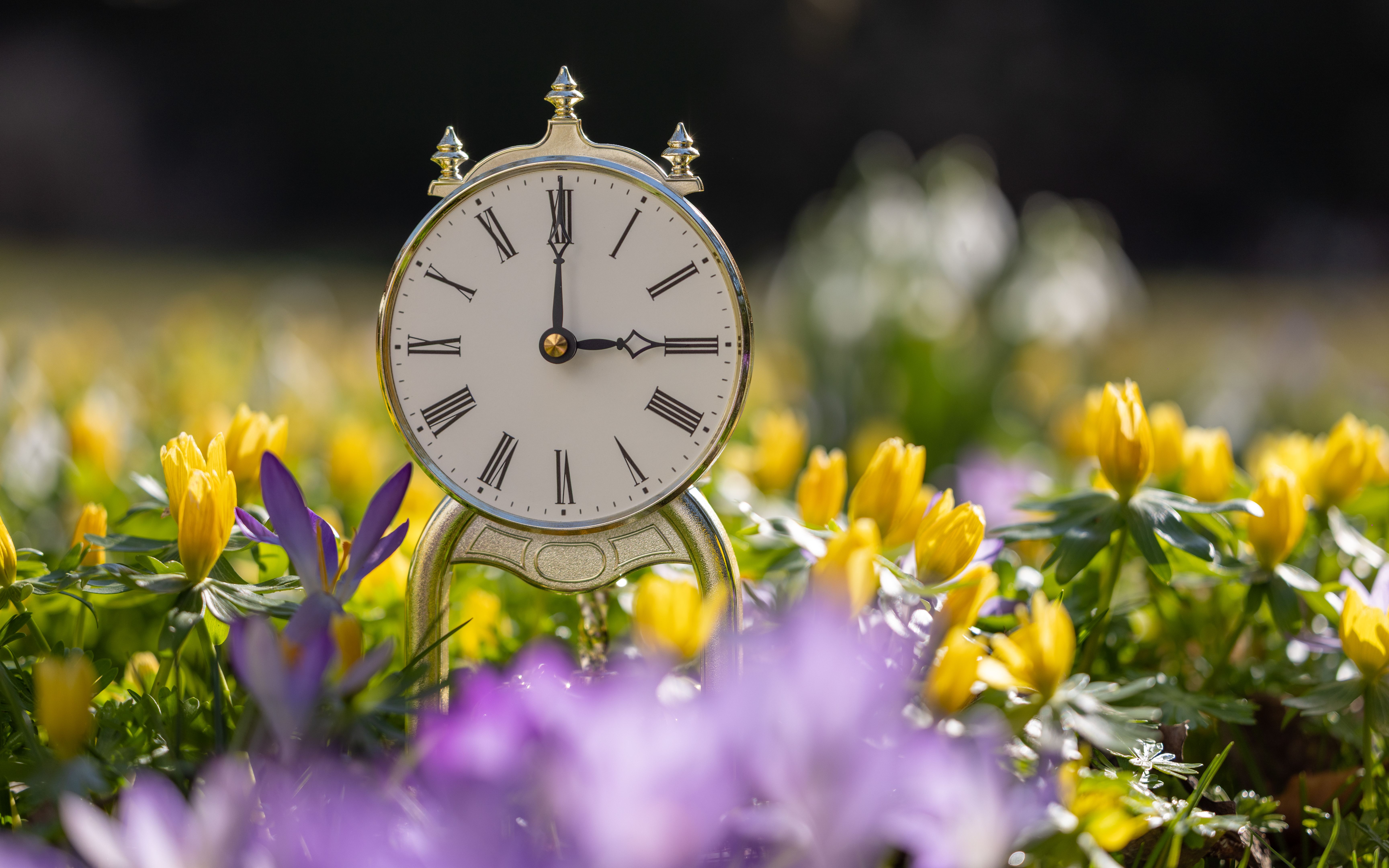 backyard transformation