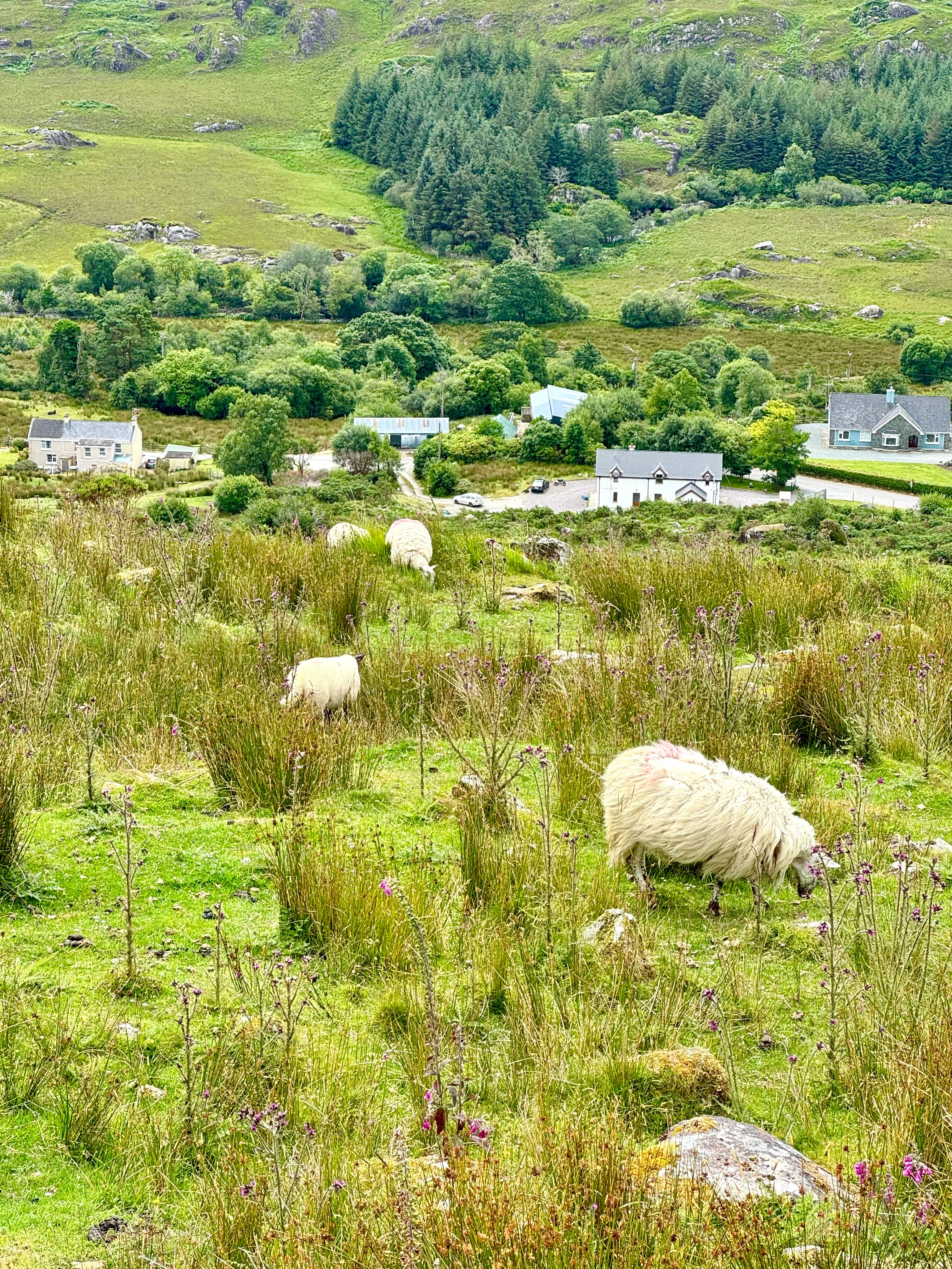 Sheep feed amongst the green hills in the Gap of Dunloe in Killarney, Ireland