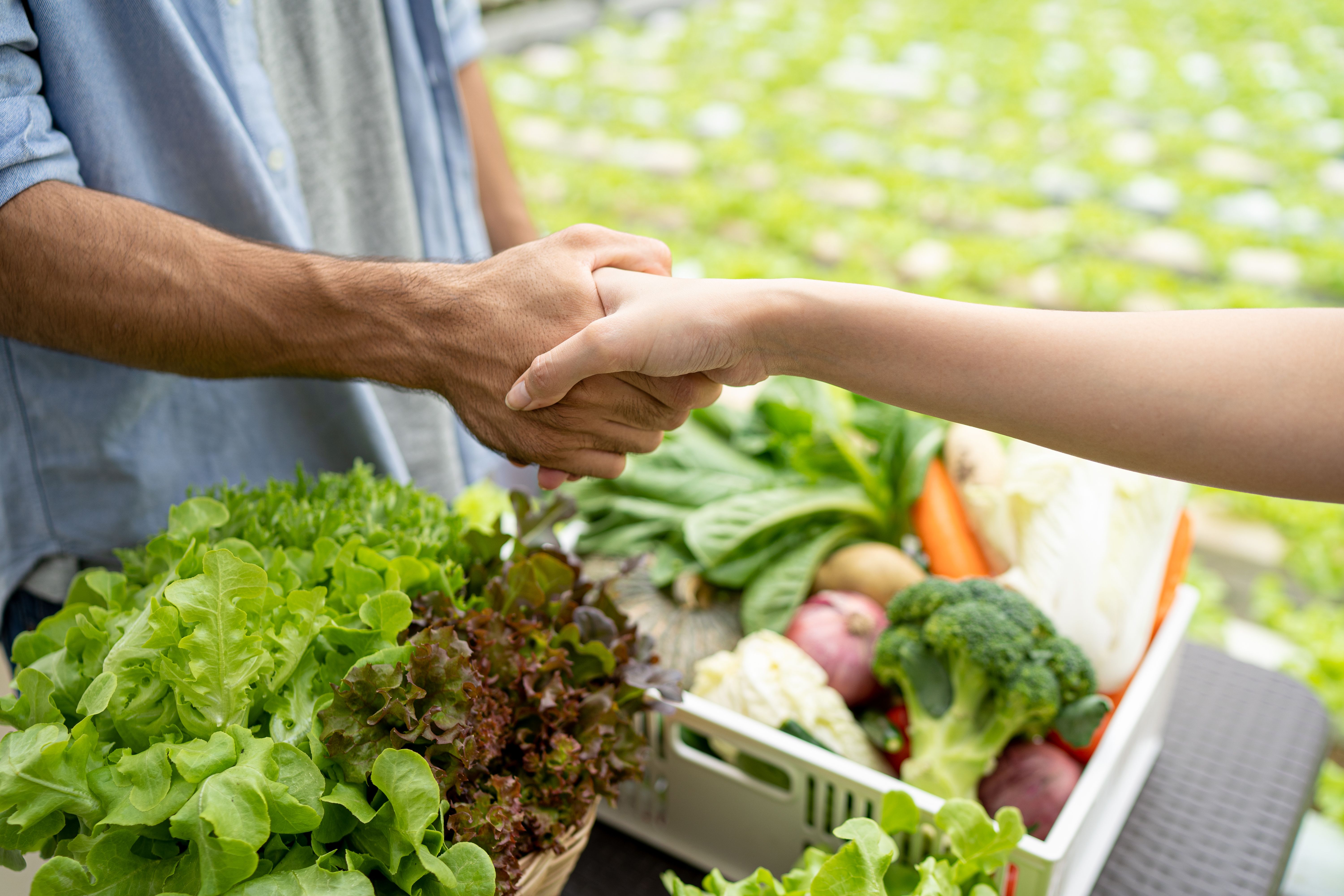 vegetable farm