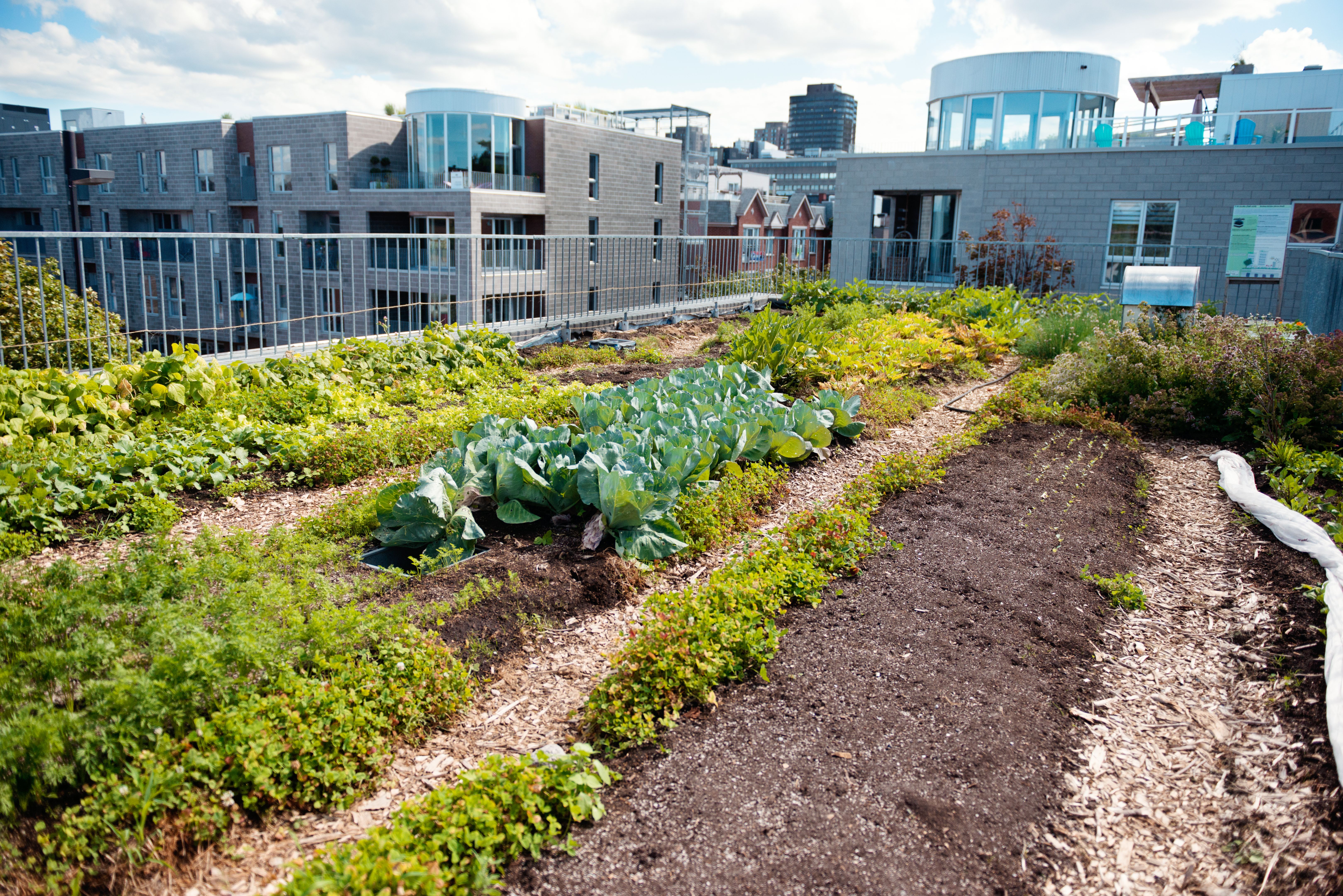 urban farming