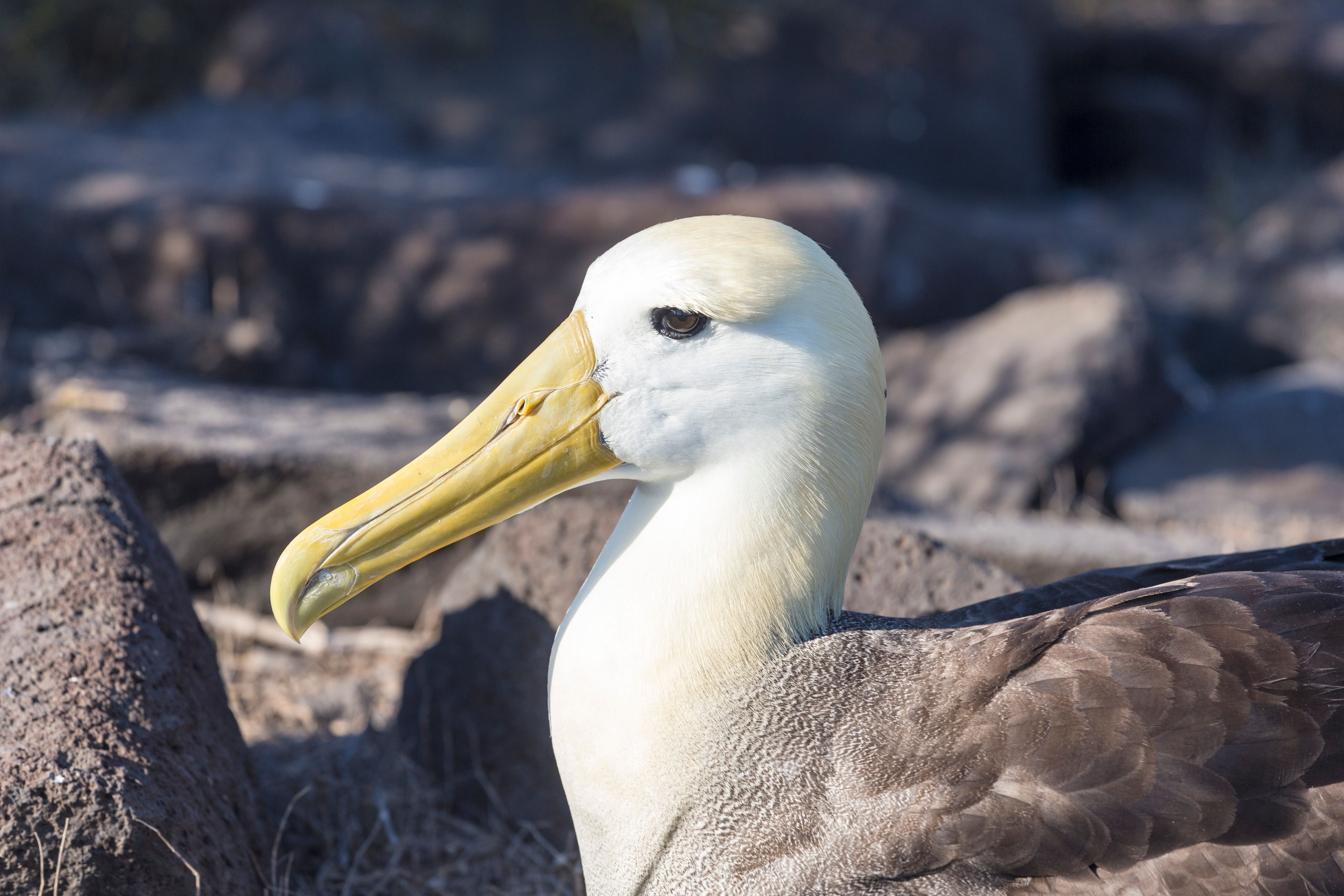 espanola neighborhood