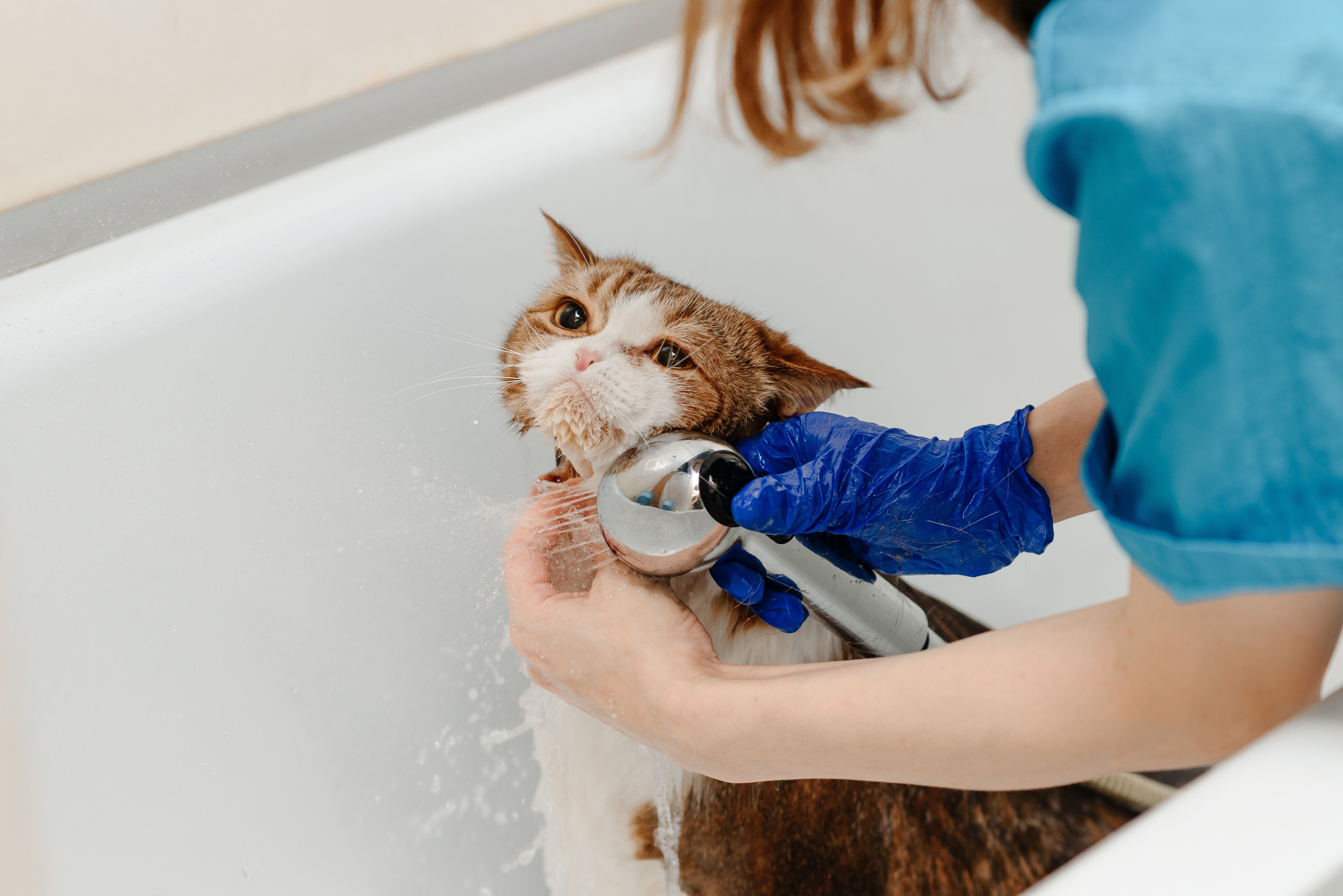 cat grooming