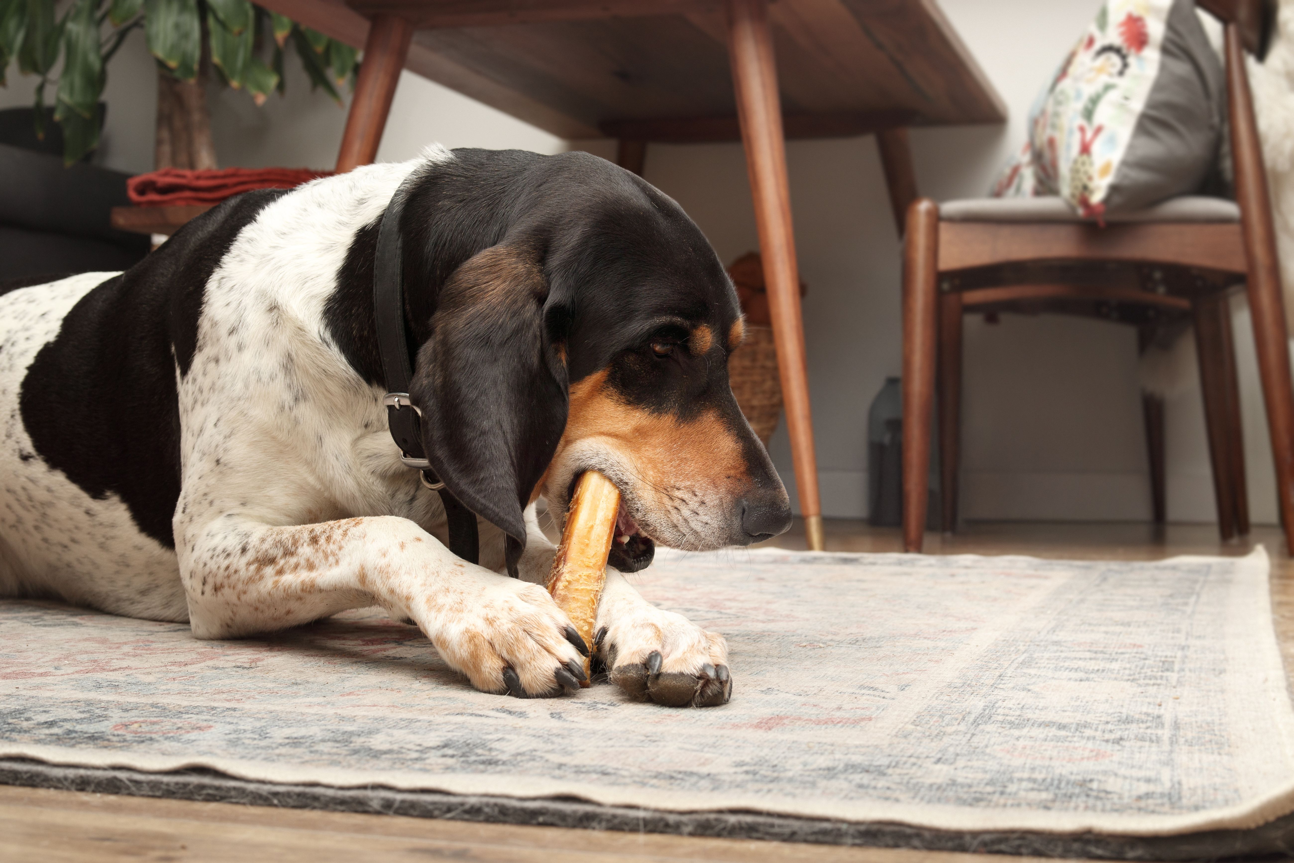 Happy dog with chew bone or chew stick in living room.