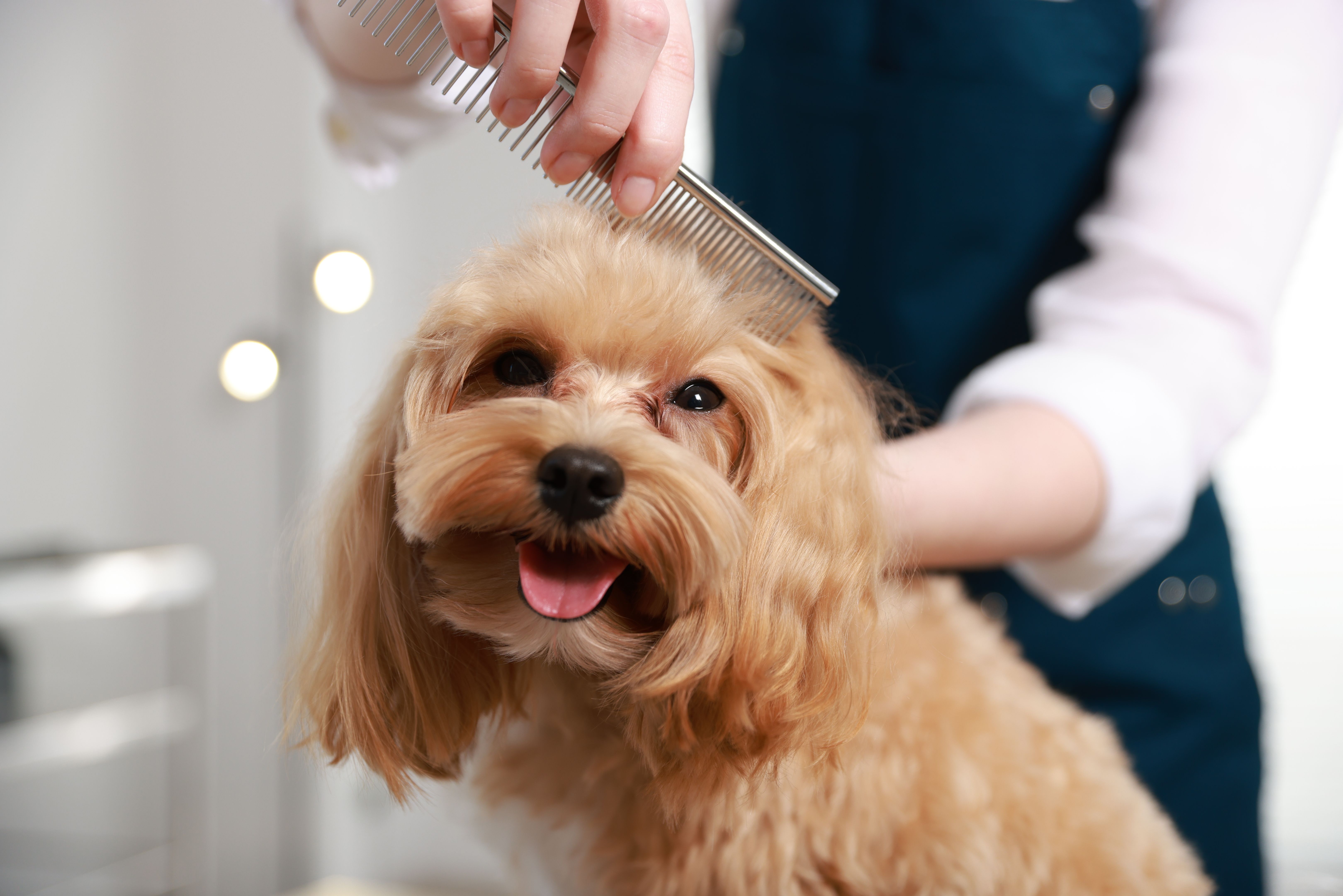 dog grooming tools