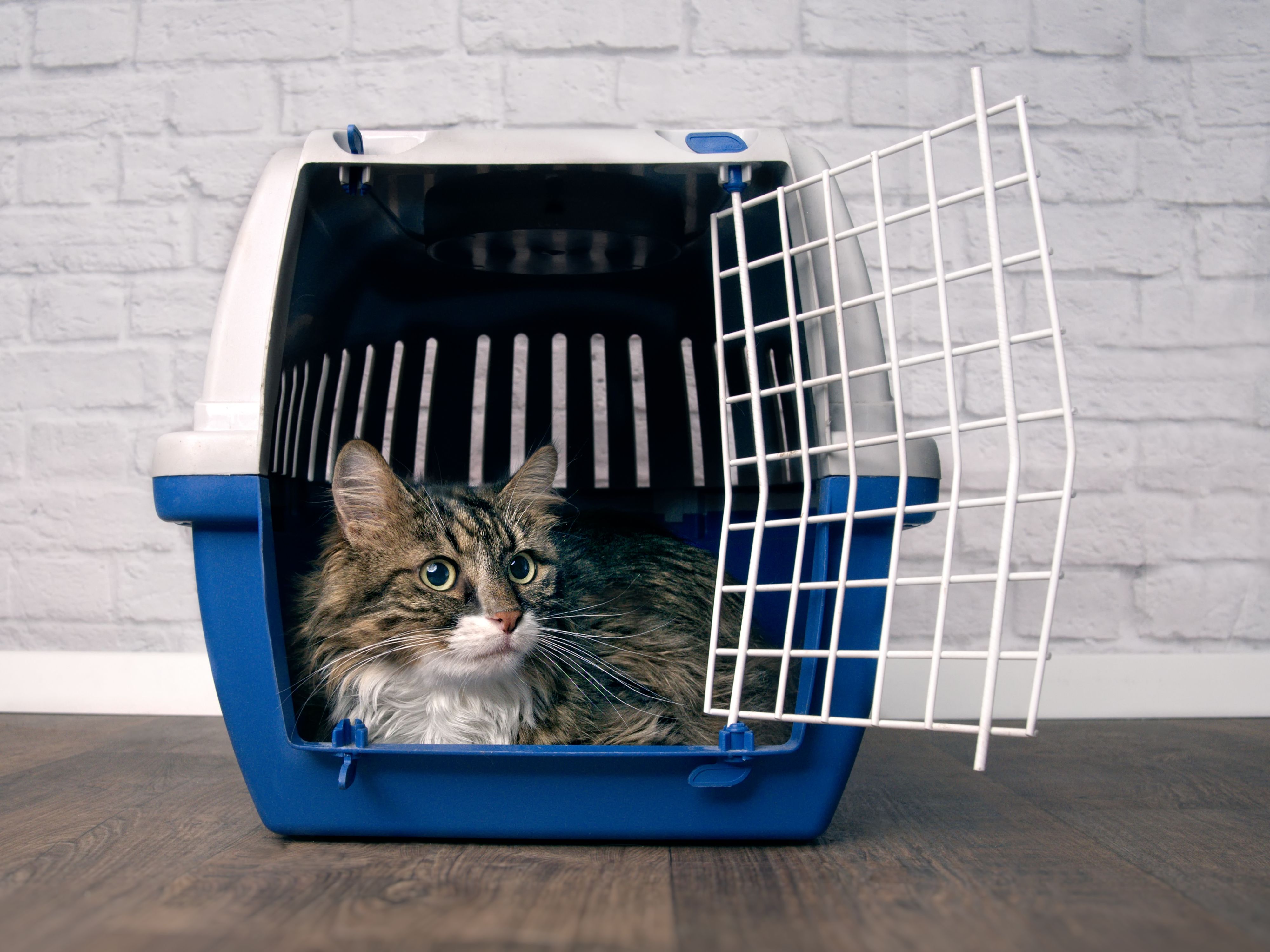 cat in cozy crate