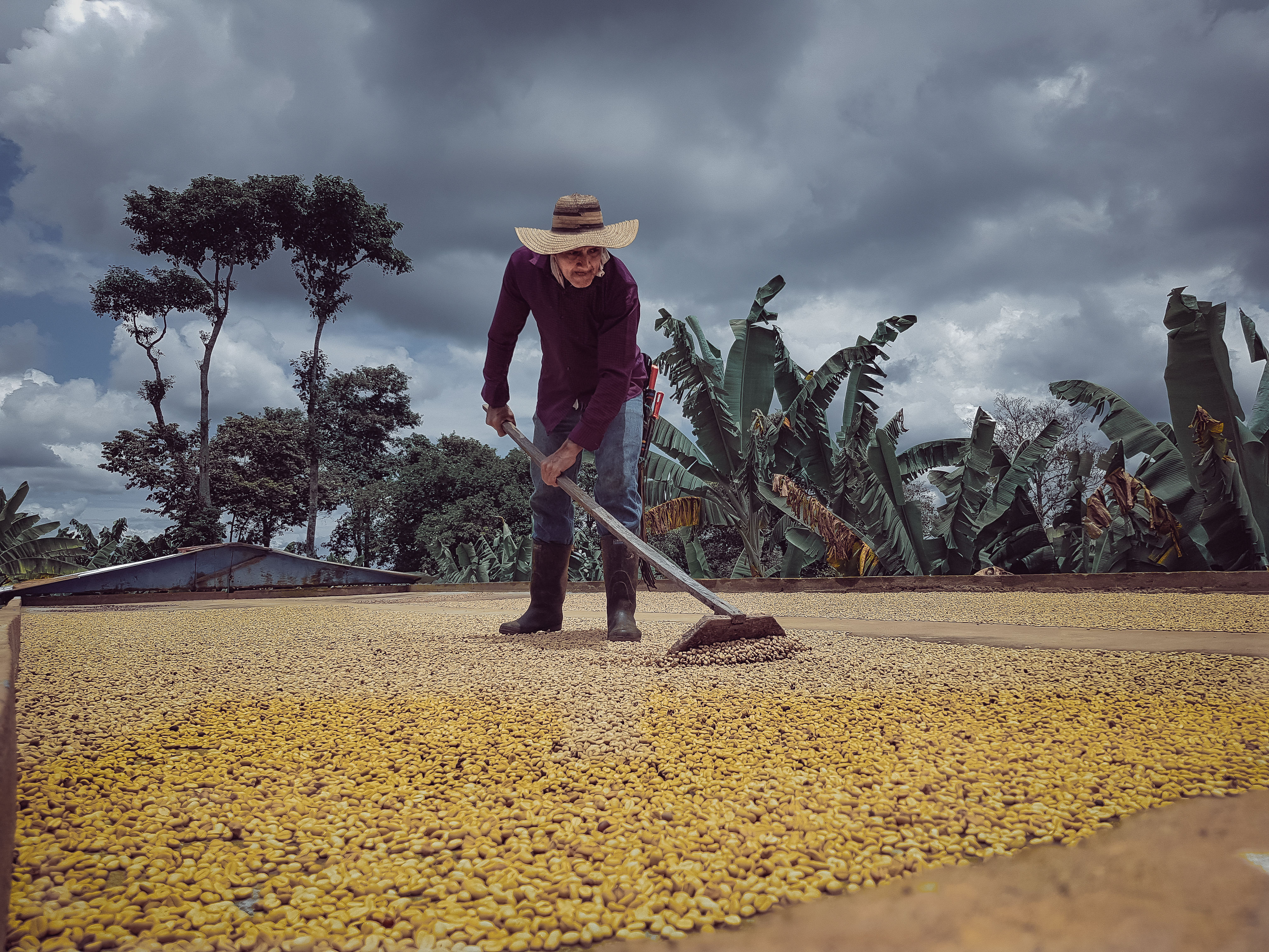 Peasant Coffee Farmer