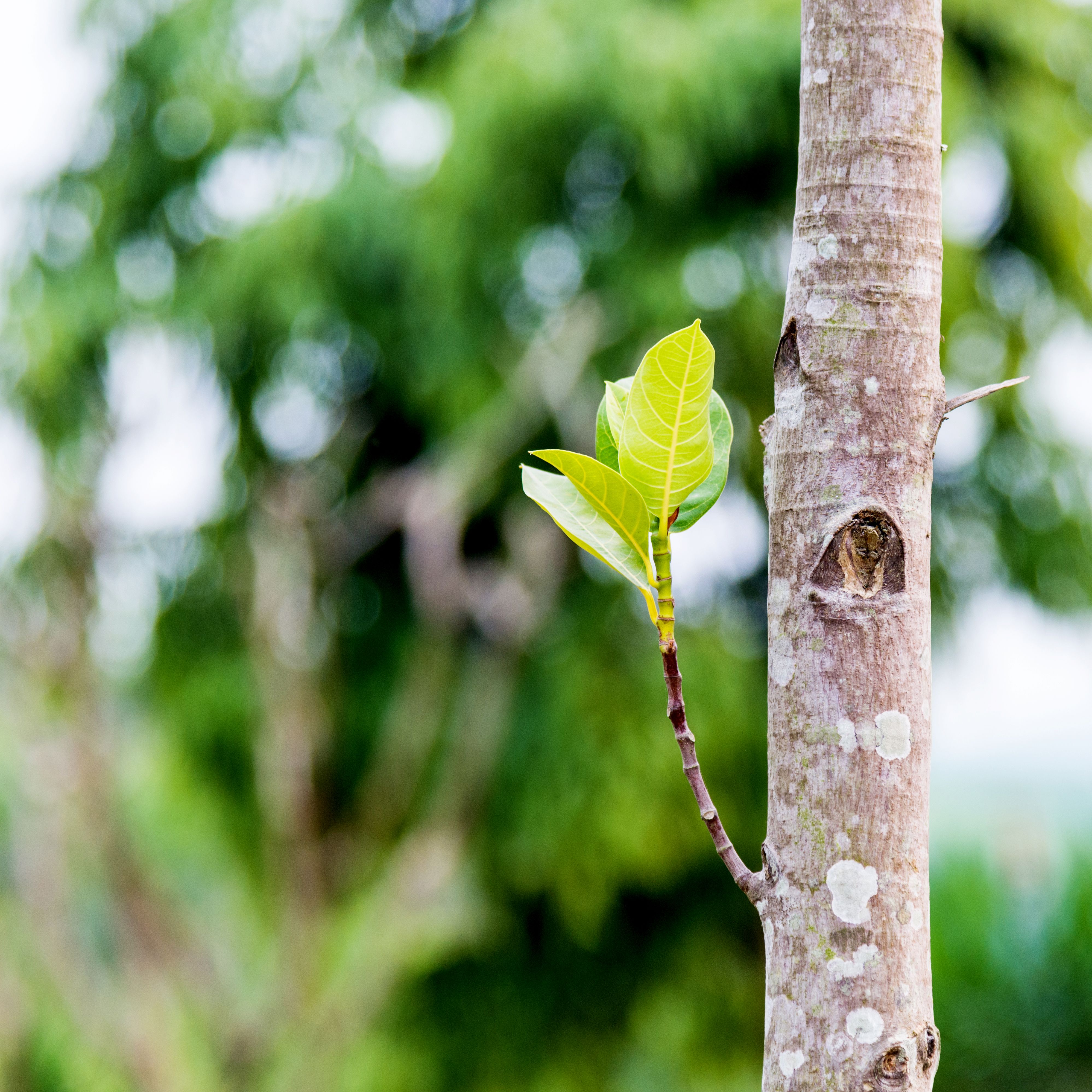 young tree staking