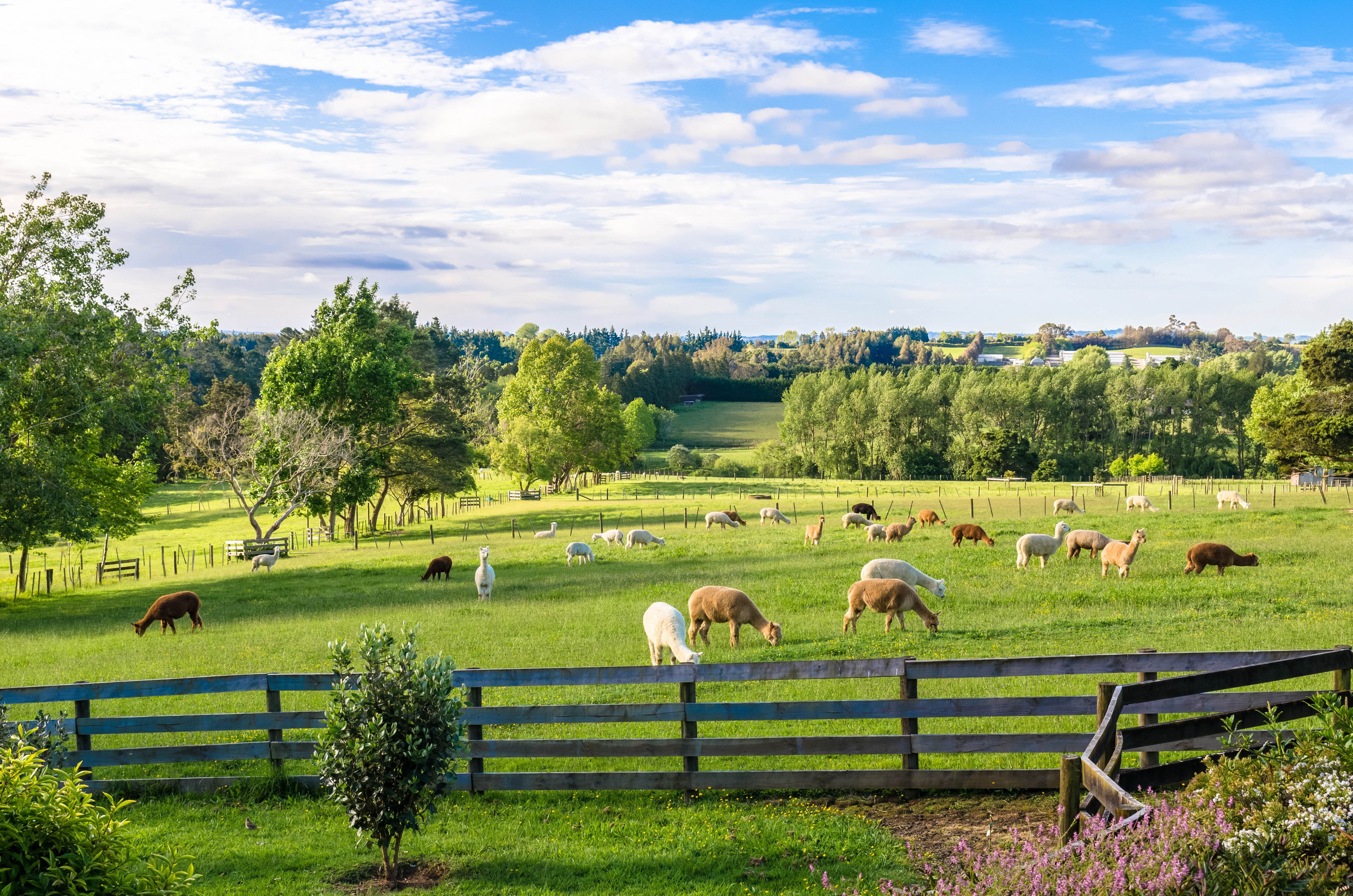 Alpacas in a farm of New Zealand.