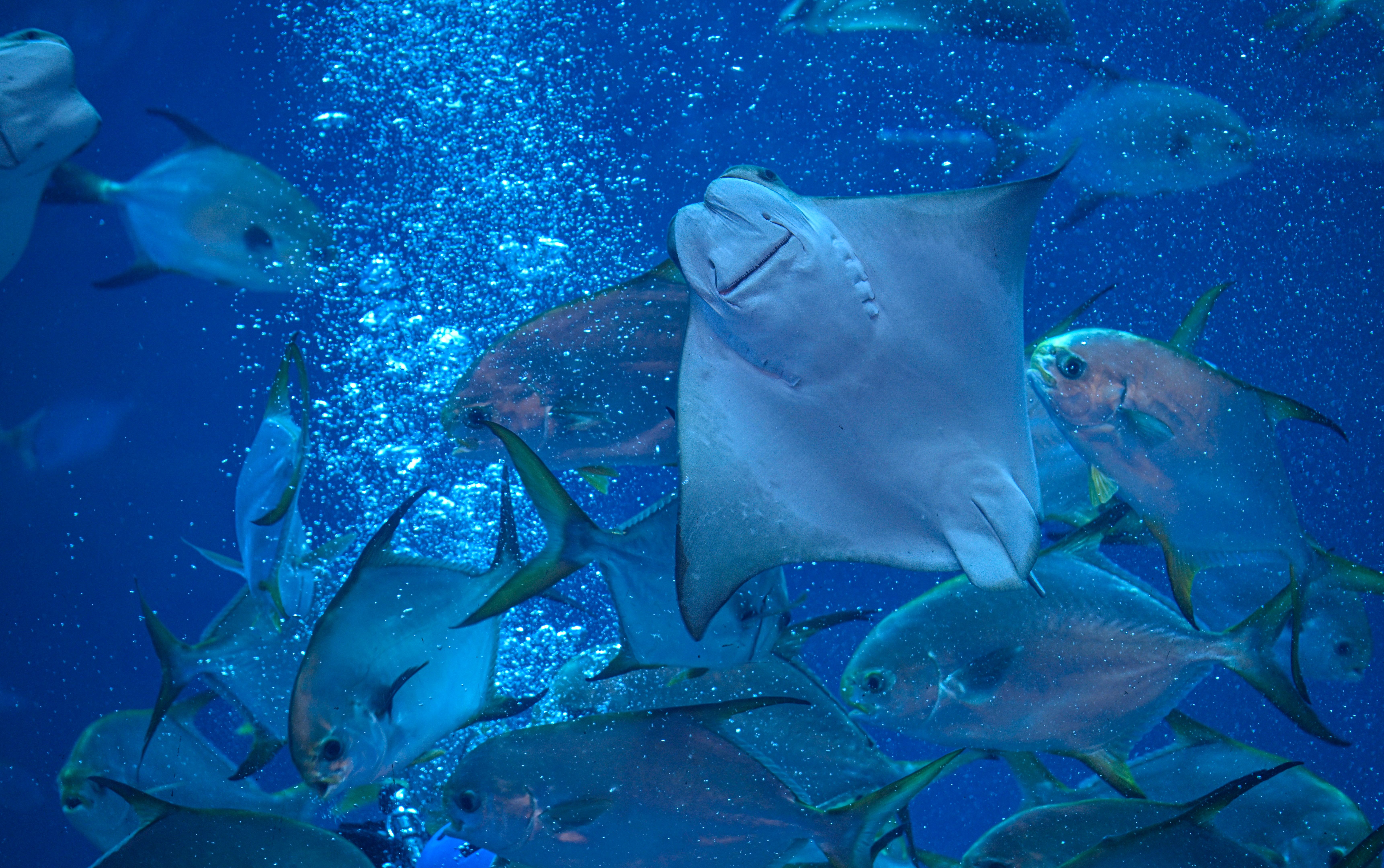 underwater photography