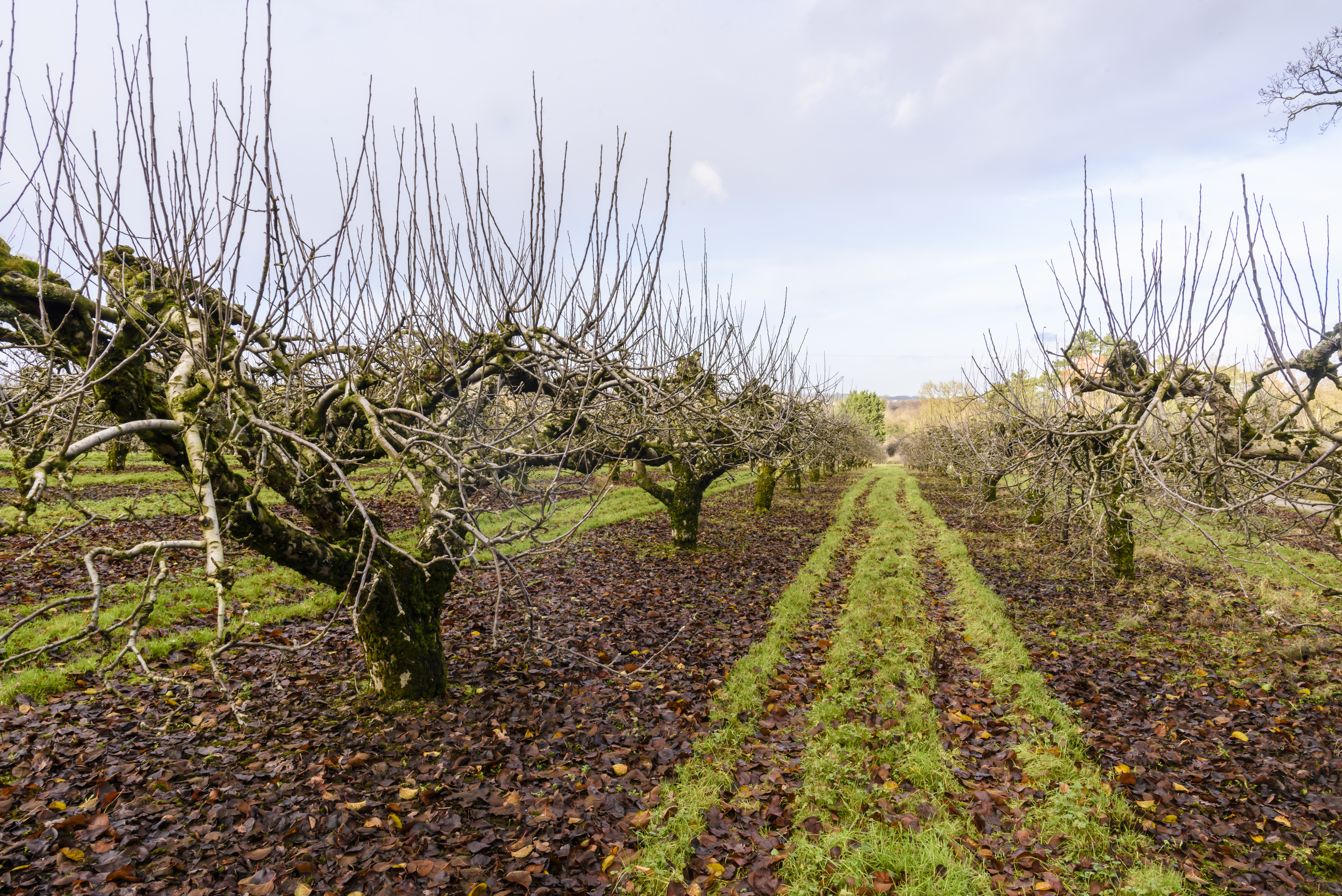 Rows of apple trees in an orchard during winter in County Armagh, Northern Ireland, United Kingdom, UK