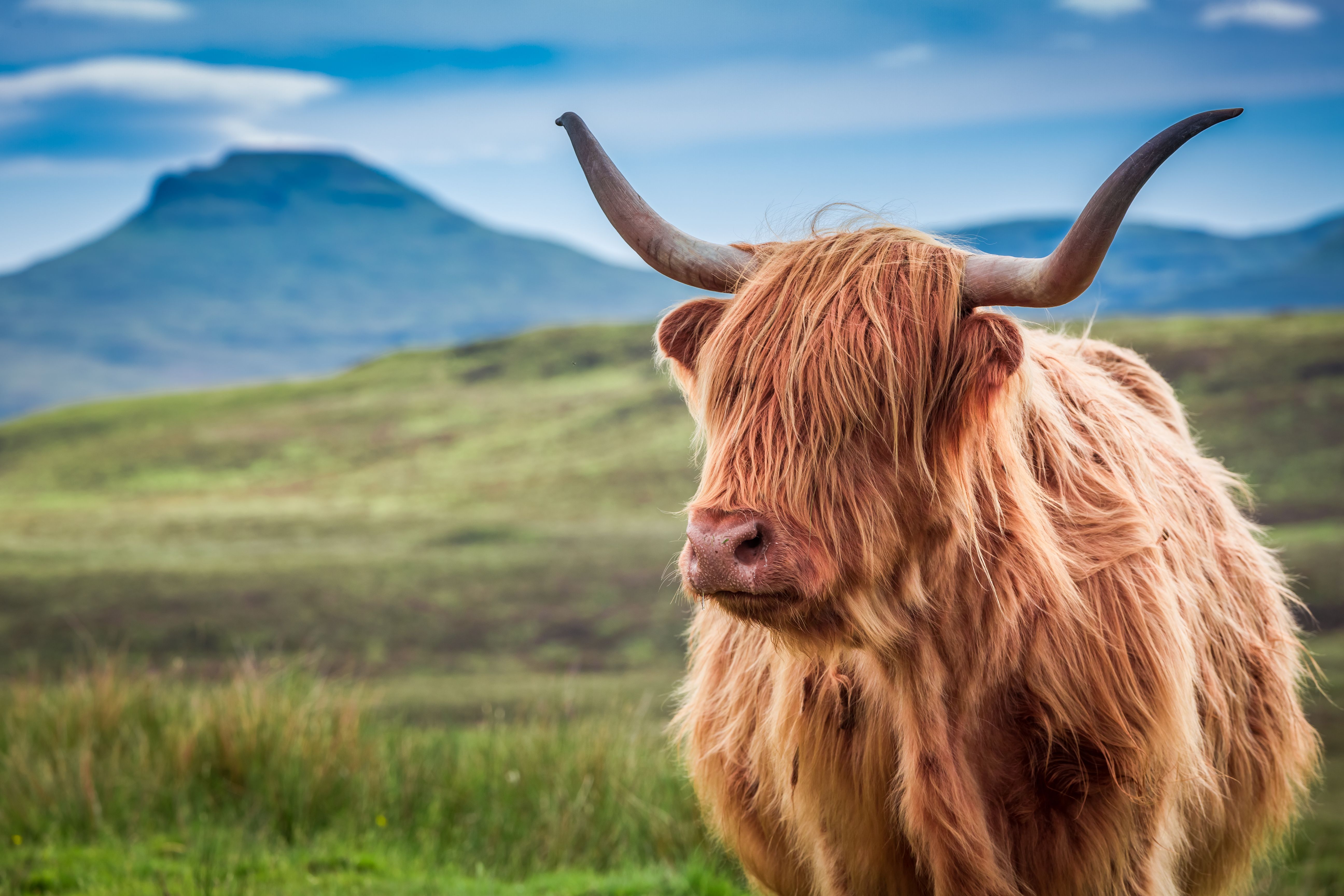 highland cattle farm