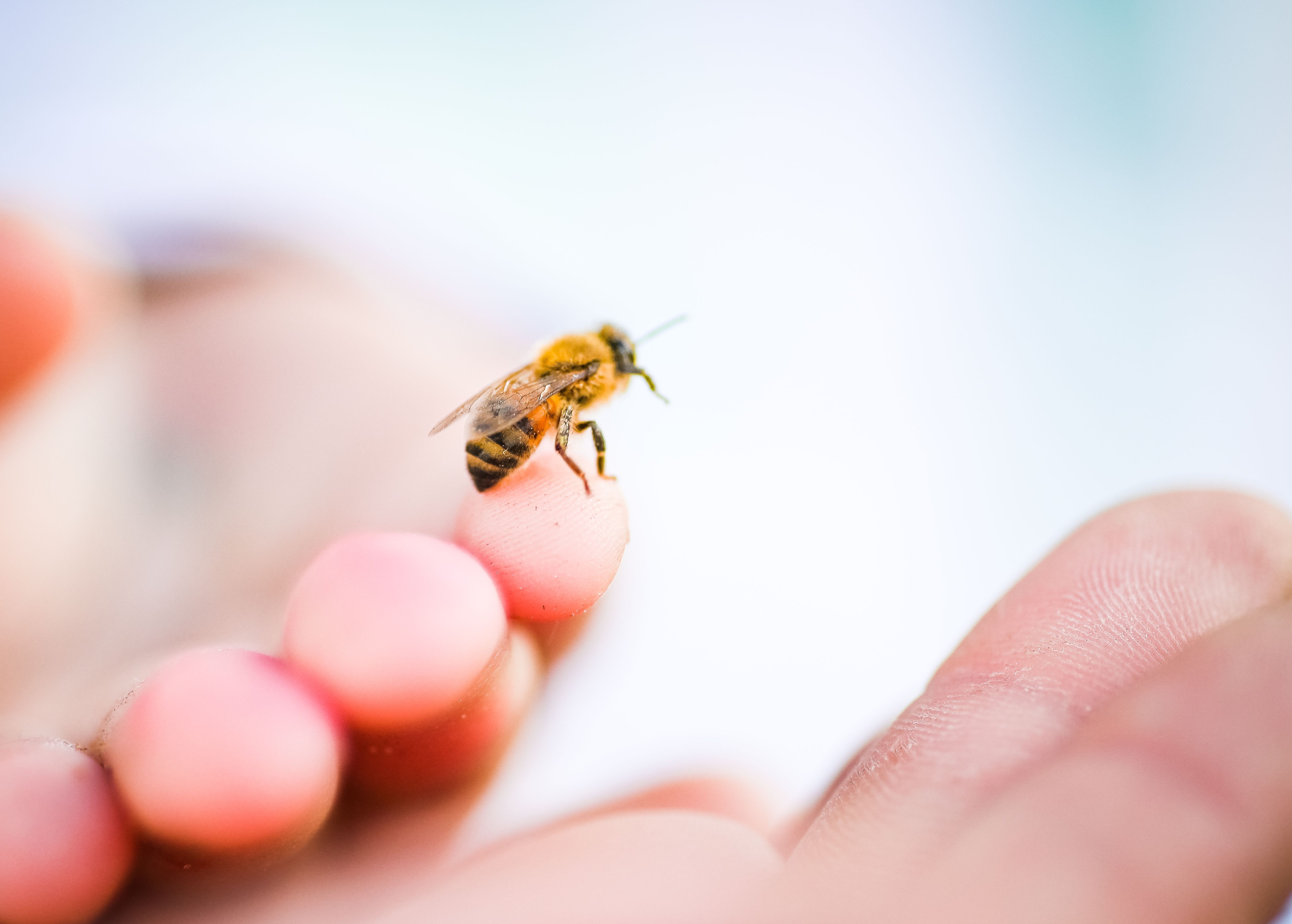 A bee perched on a human finger, human insect interaction A bee perched on a human finger, human insect interaction