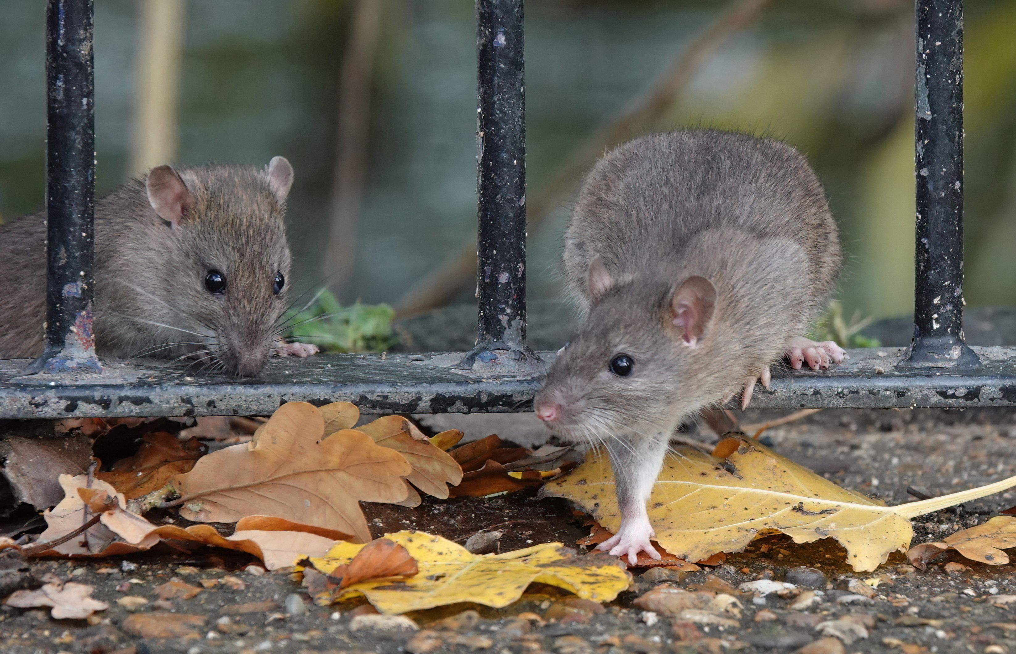 Two brown rats stepping through the railings of a fence. Two brown rats stepping through the railings of a fence.