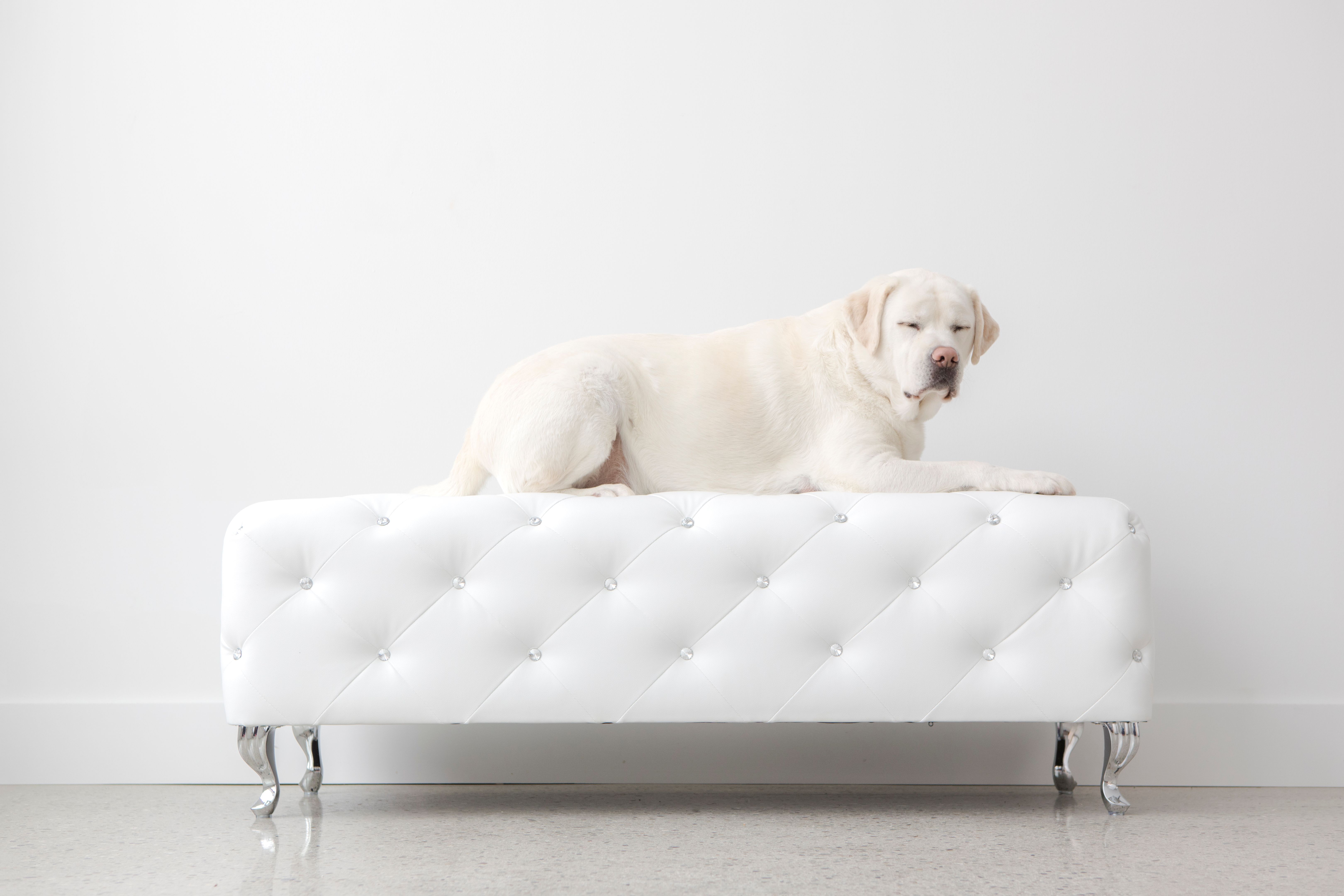 dog furniture luxury