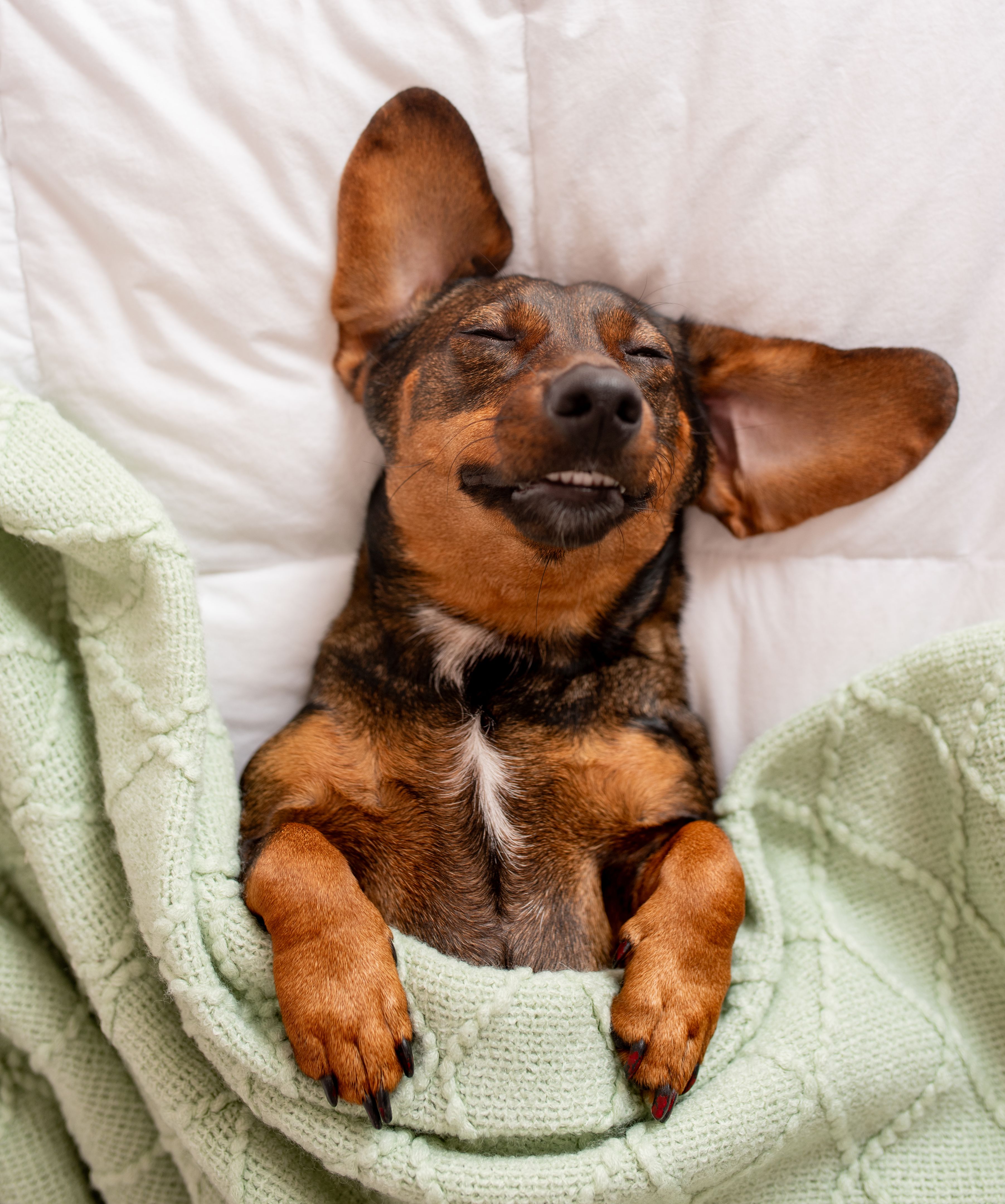 dog sleeping in cozy bed