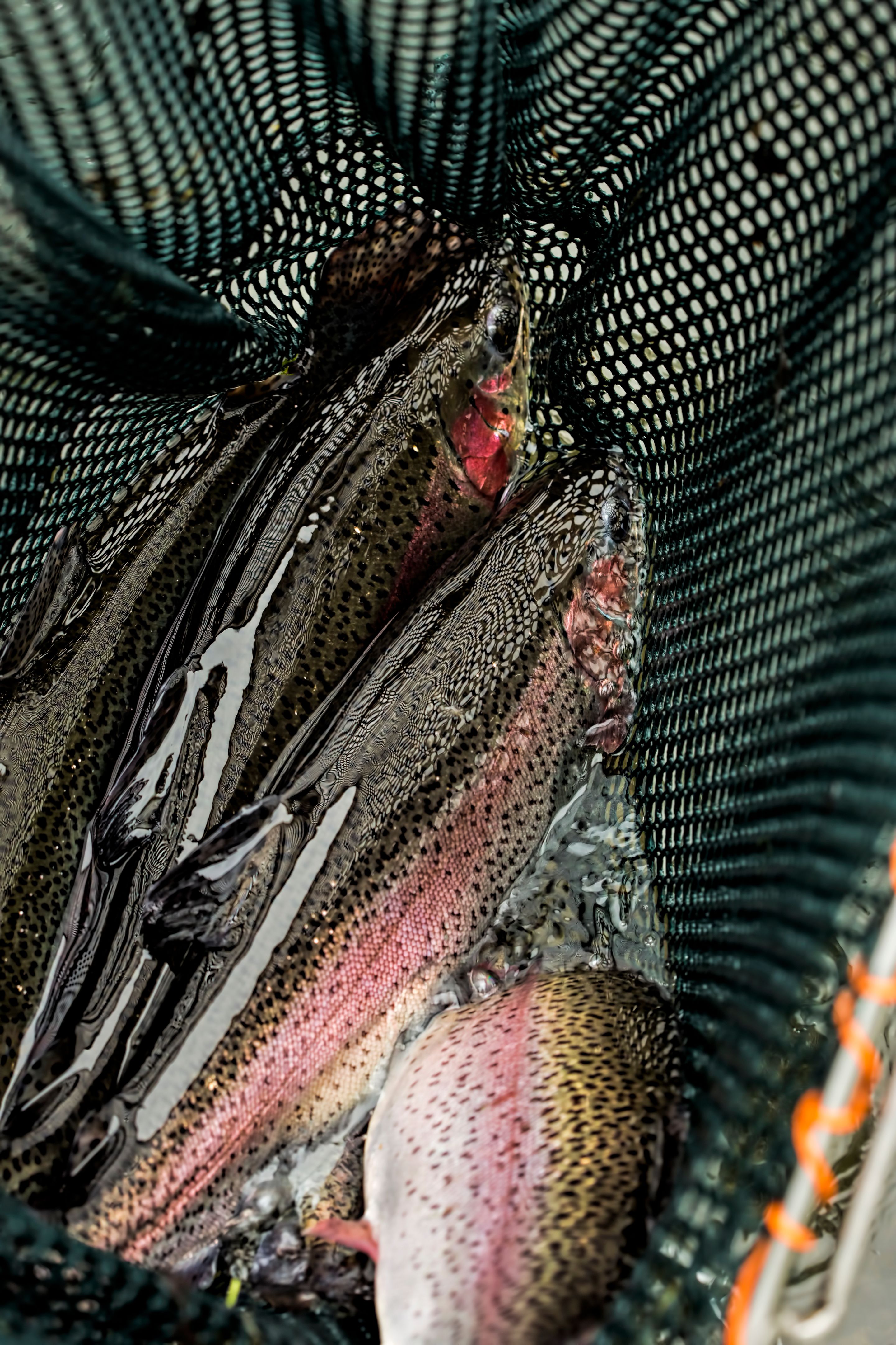 Rainbow trout in fishing net Rainbow trout in fishing net