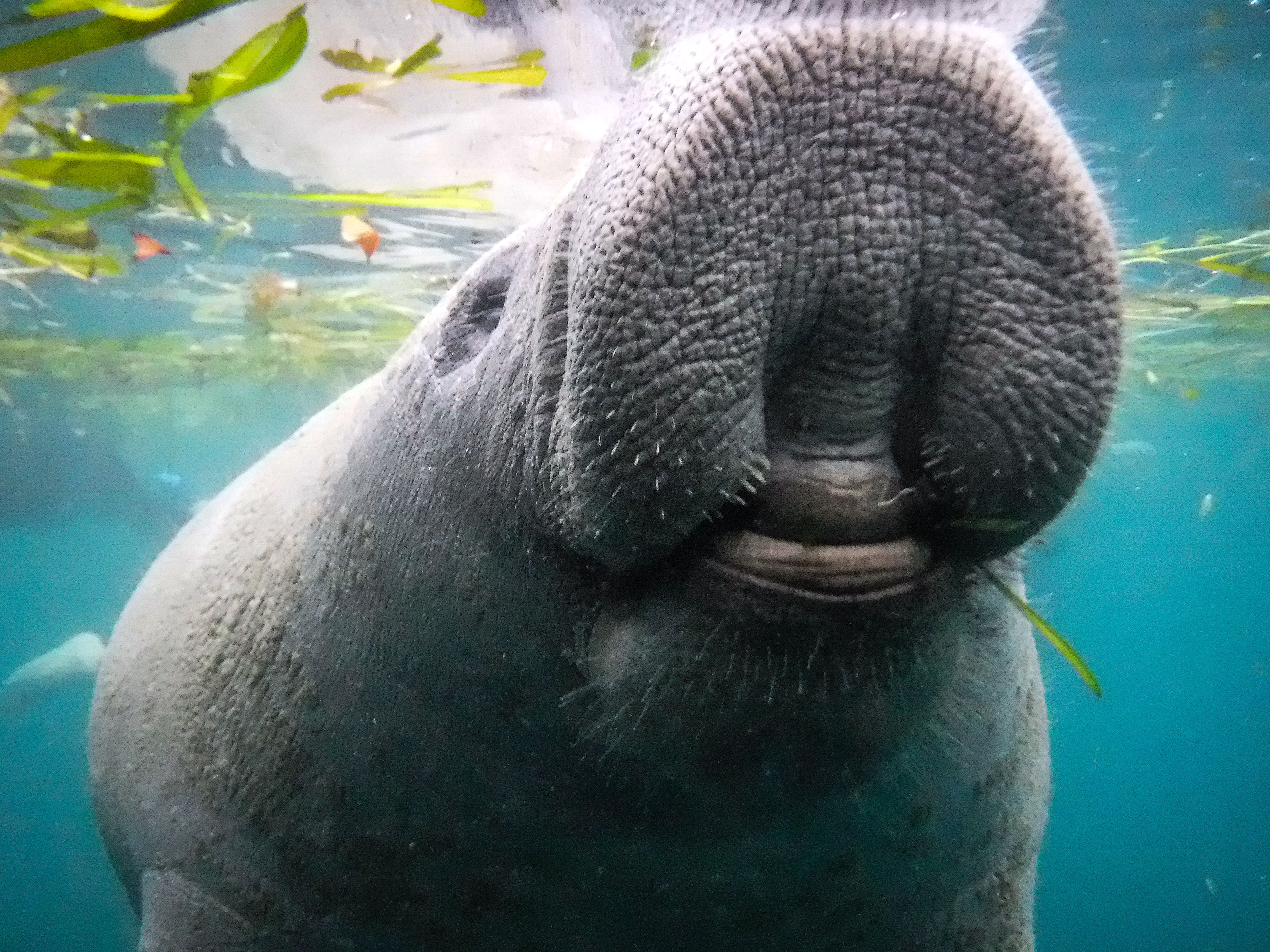 manatees underwater