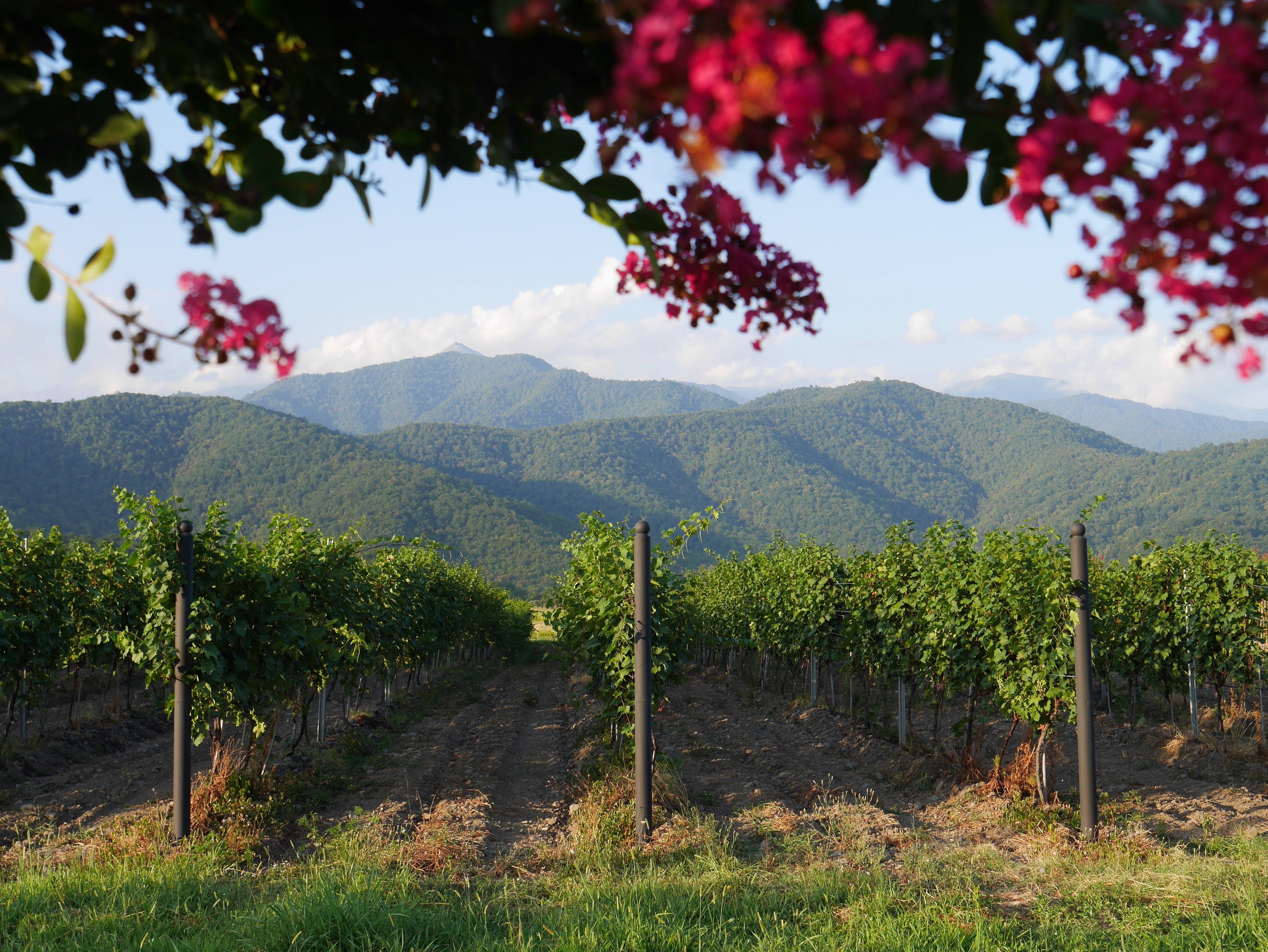 kakheti vineyard