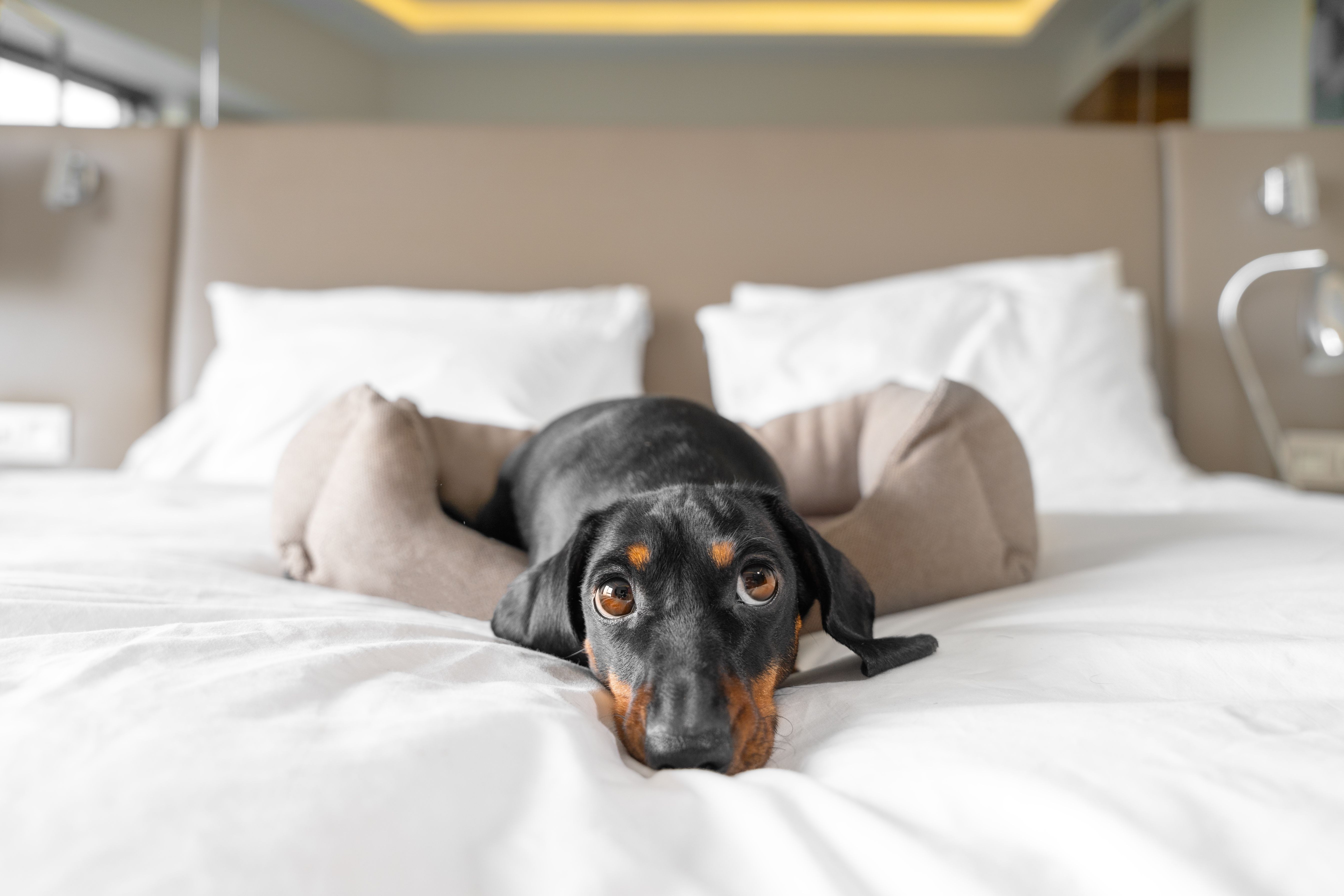 pet friendly hotel