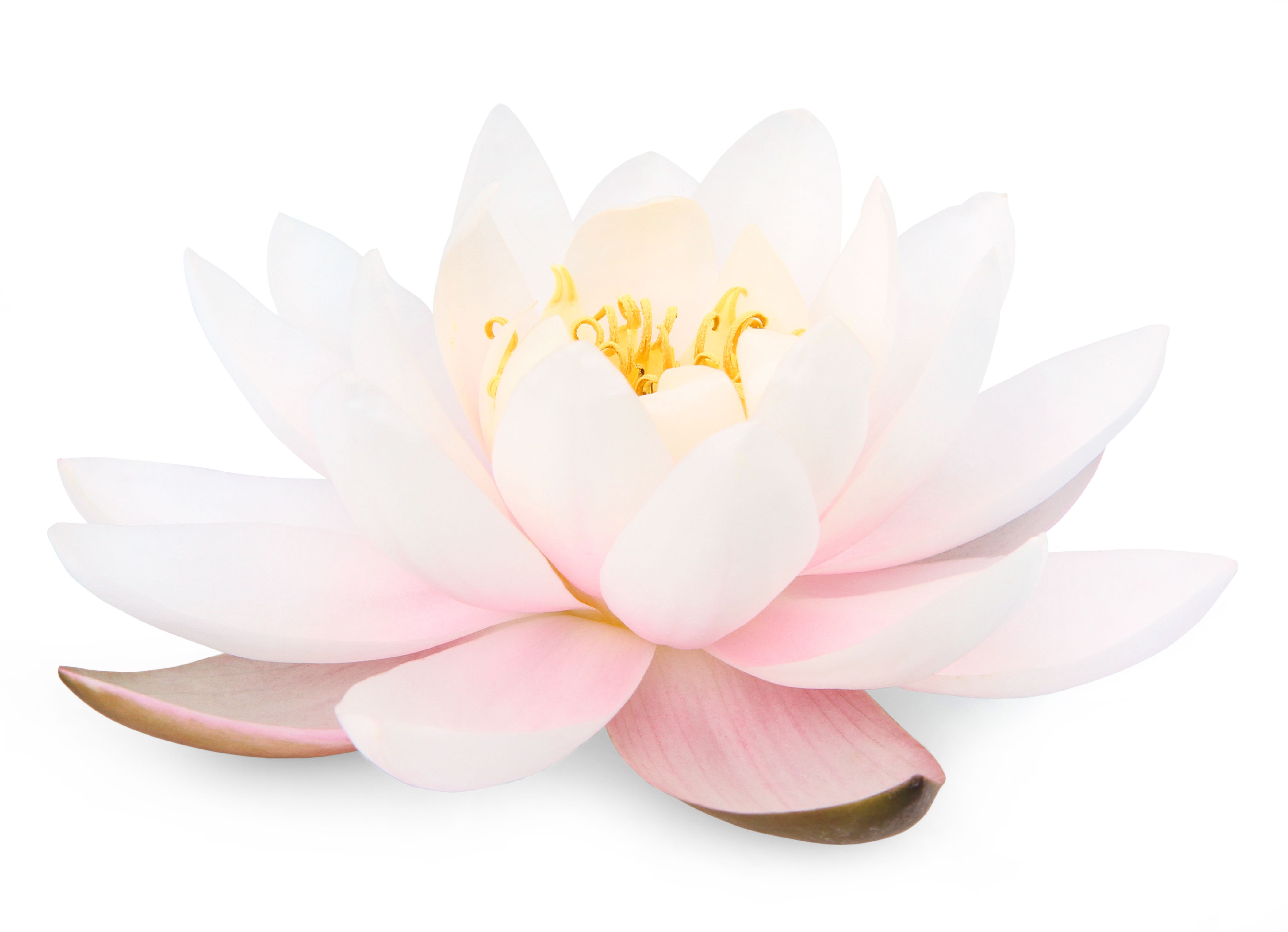 lotus flower