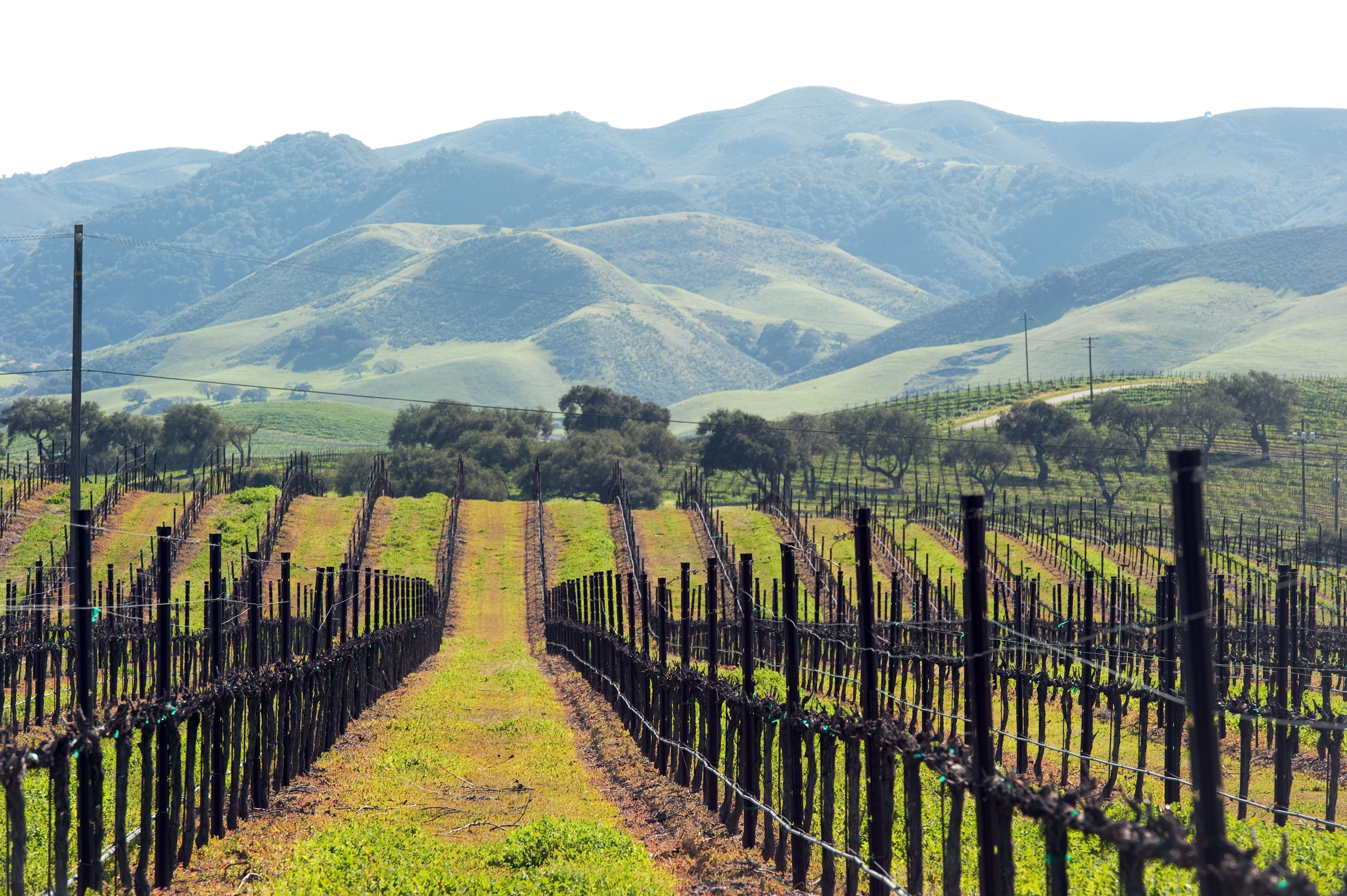 san luis obispo vineyard