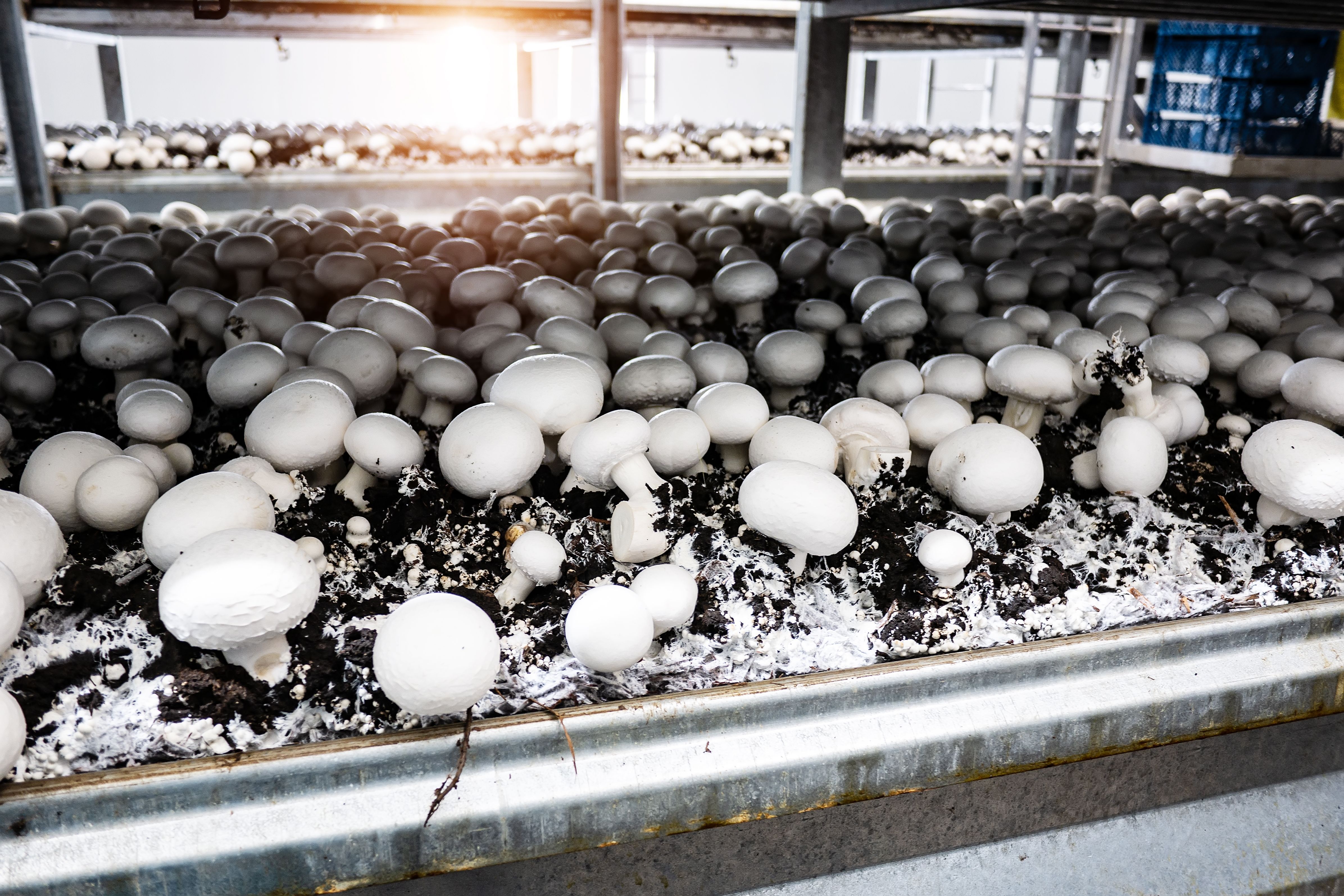 organic mushroom farm