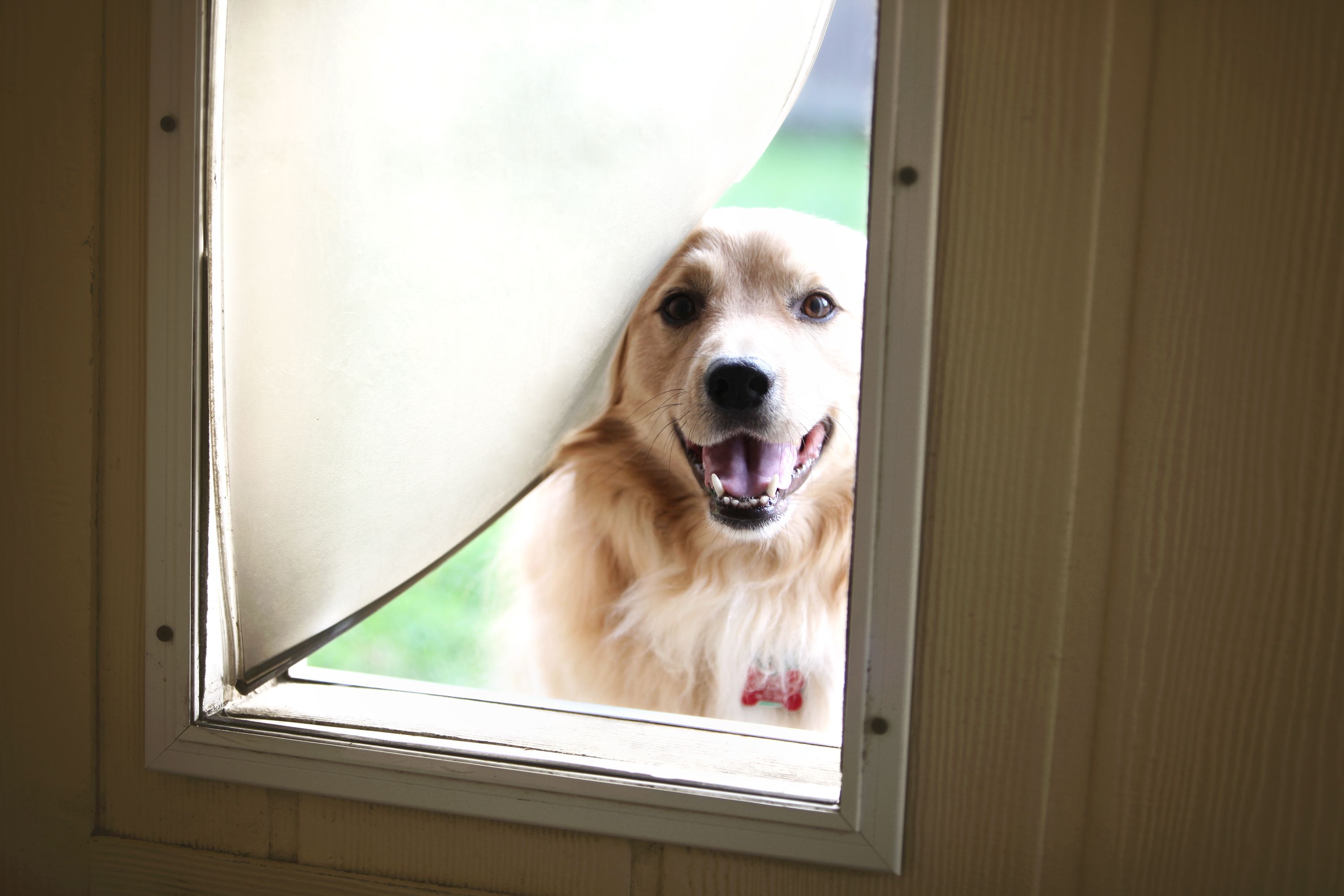dog door